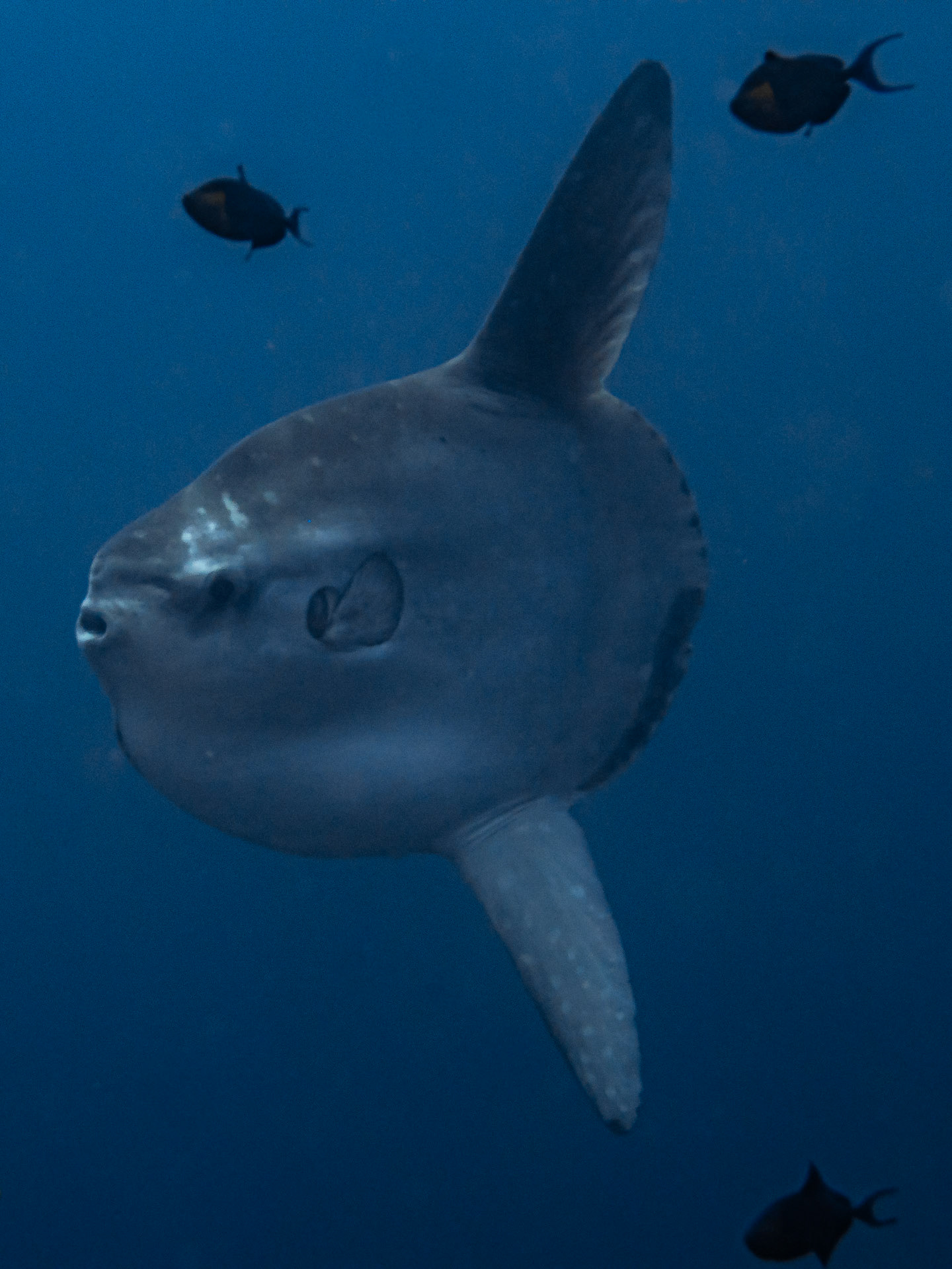 Ocean Sunfish