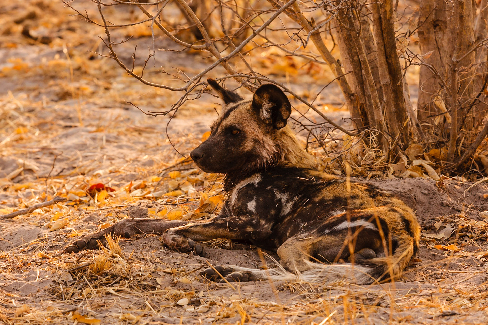 Wild Dogs