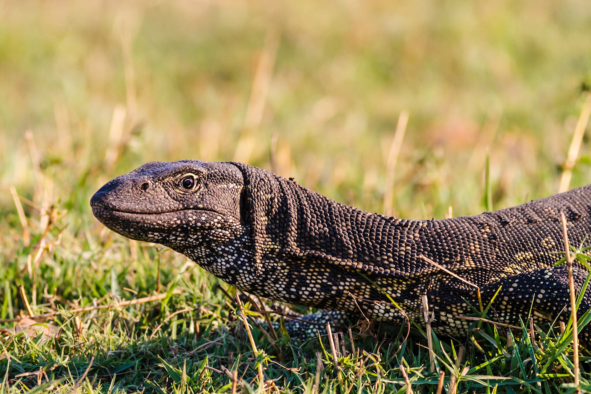 Nile Monitor