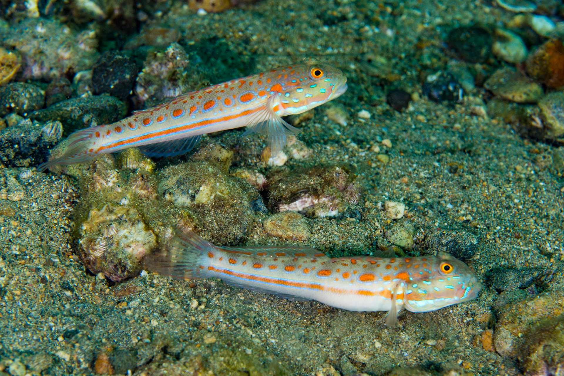 Orange-dashed Goby