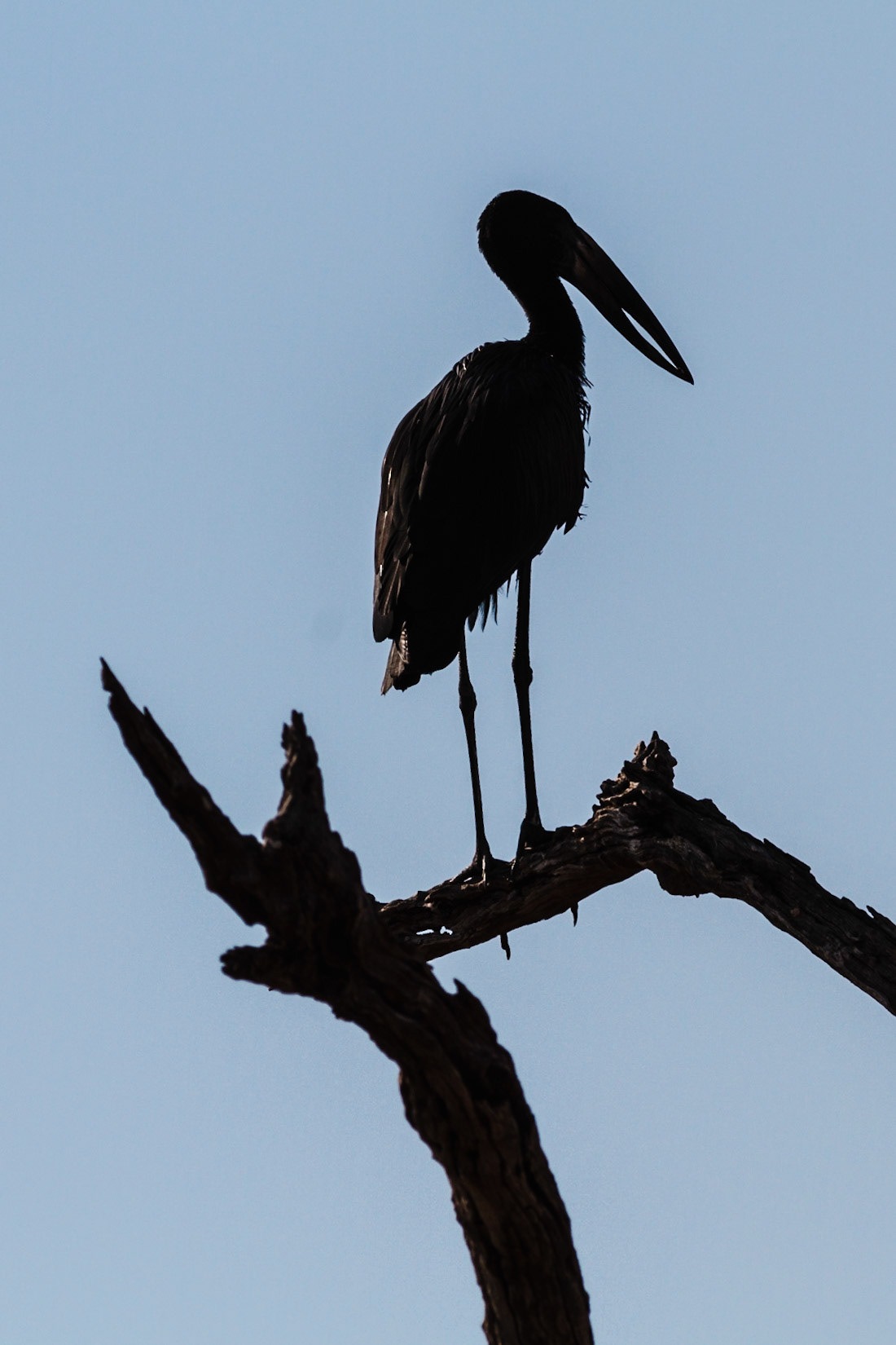 African Openbill Stork