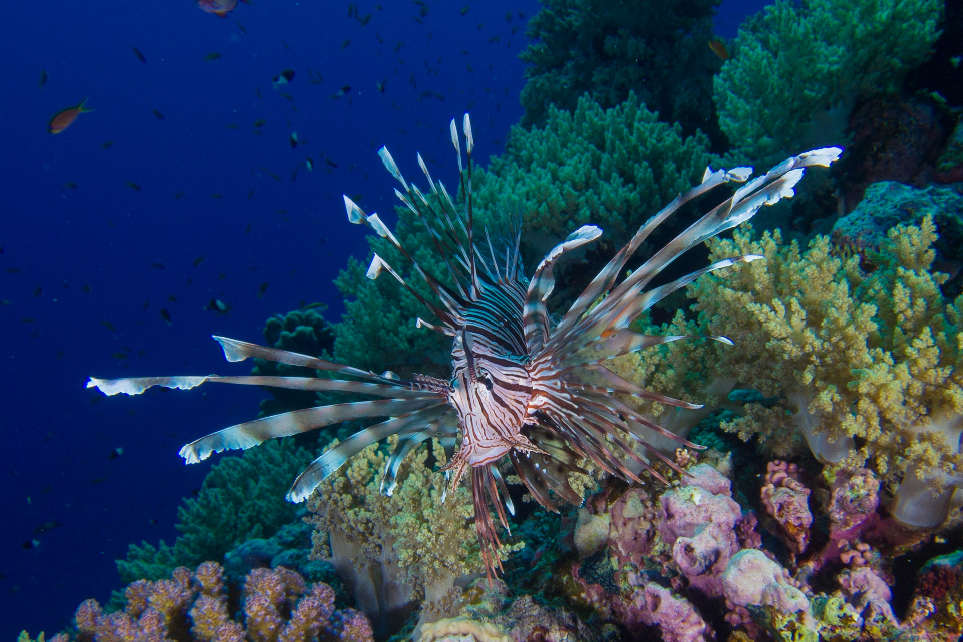 Indian Lionfish