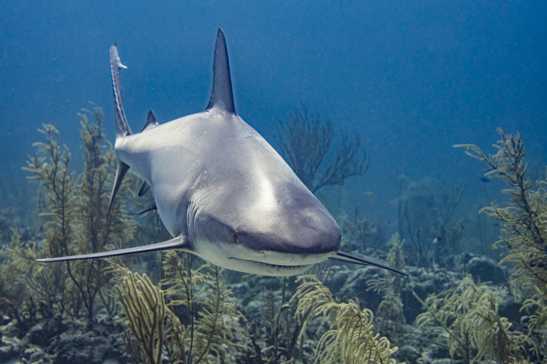 Caribbean Reef Shark