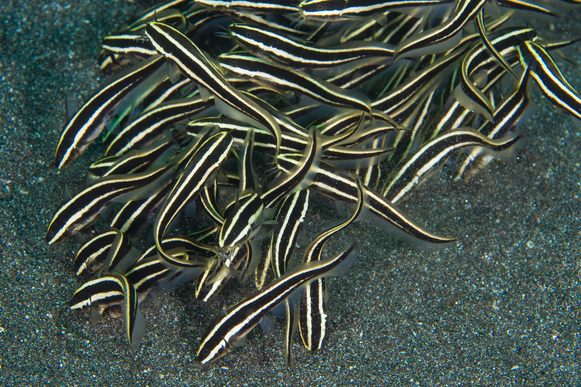 Striped Eel Catfish