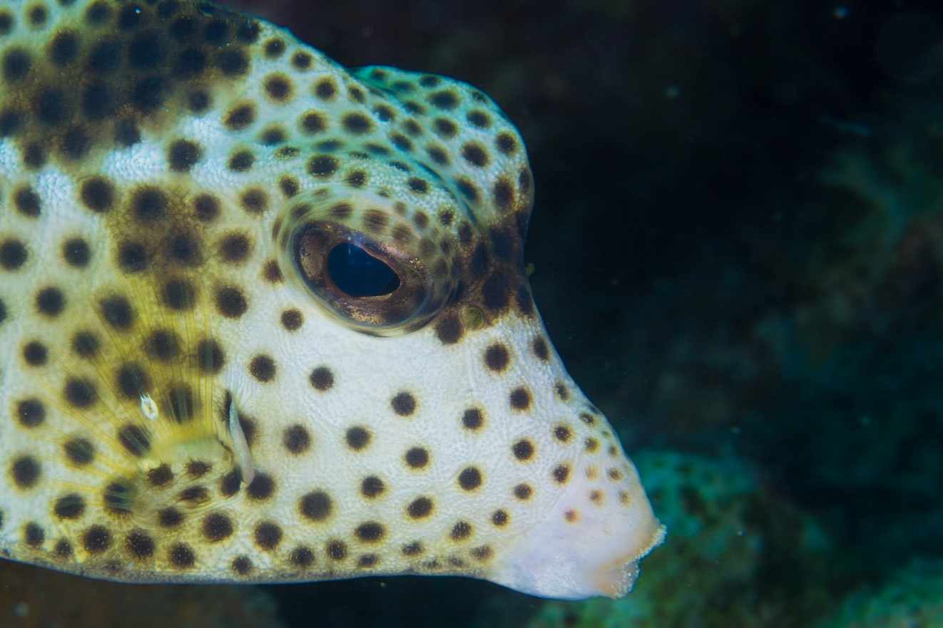 Spotted Trunkfish