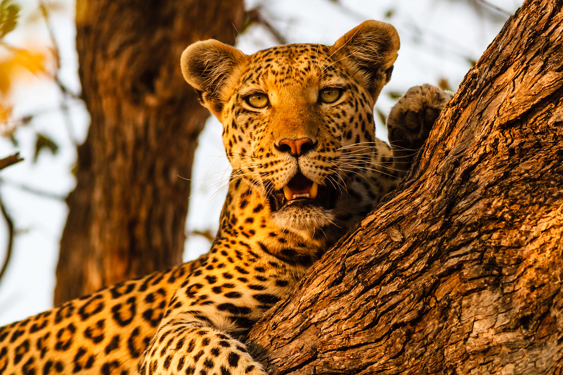 Leopard