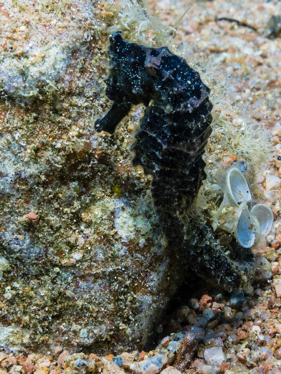 Egyptian Seahorse