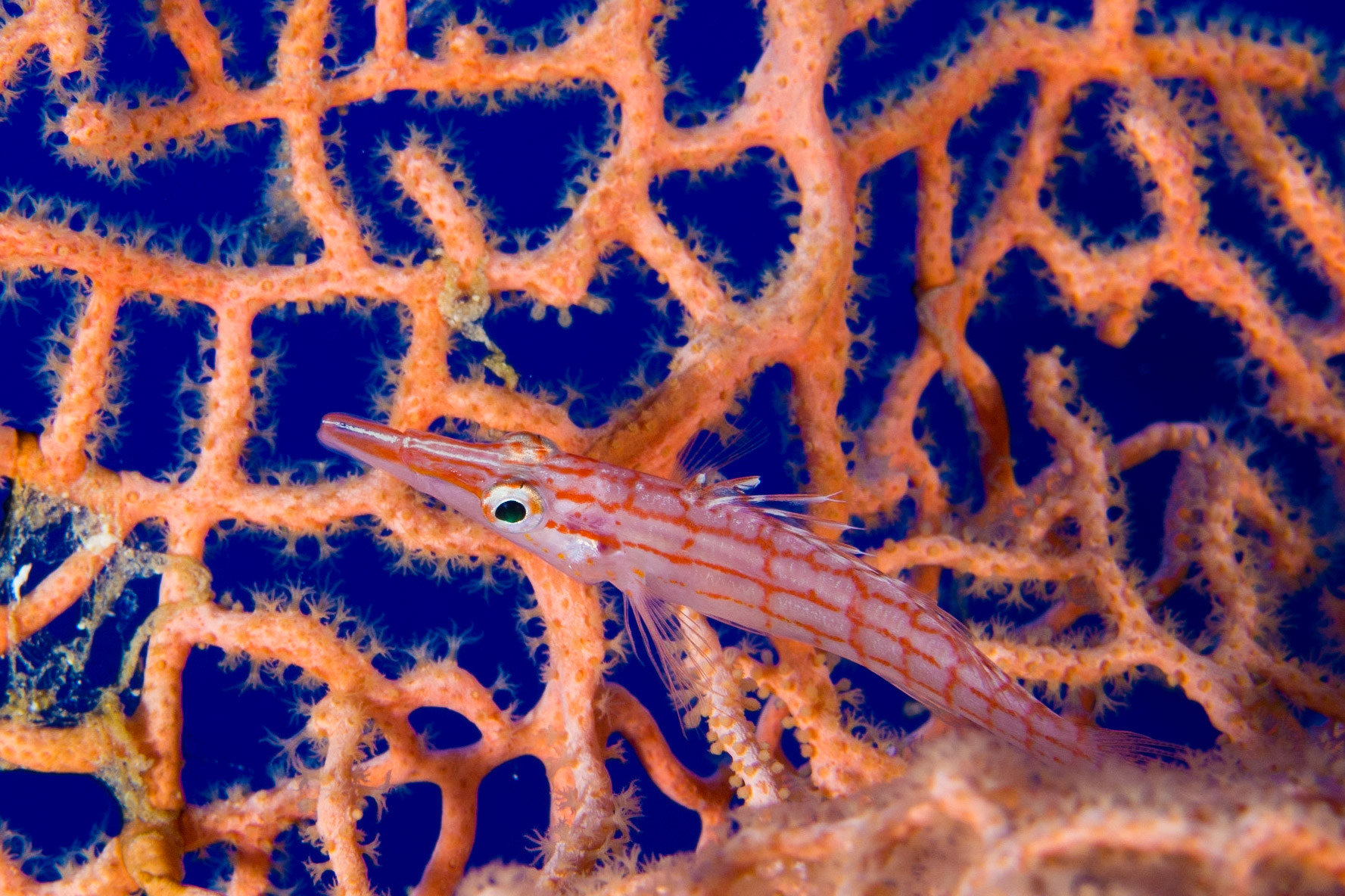 Longnose Hawkfish and Giant Sea Fan
