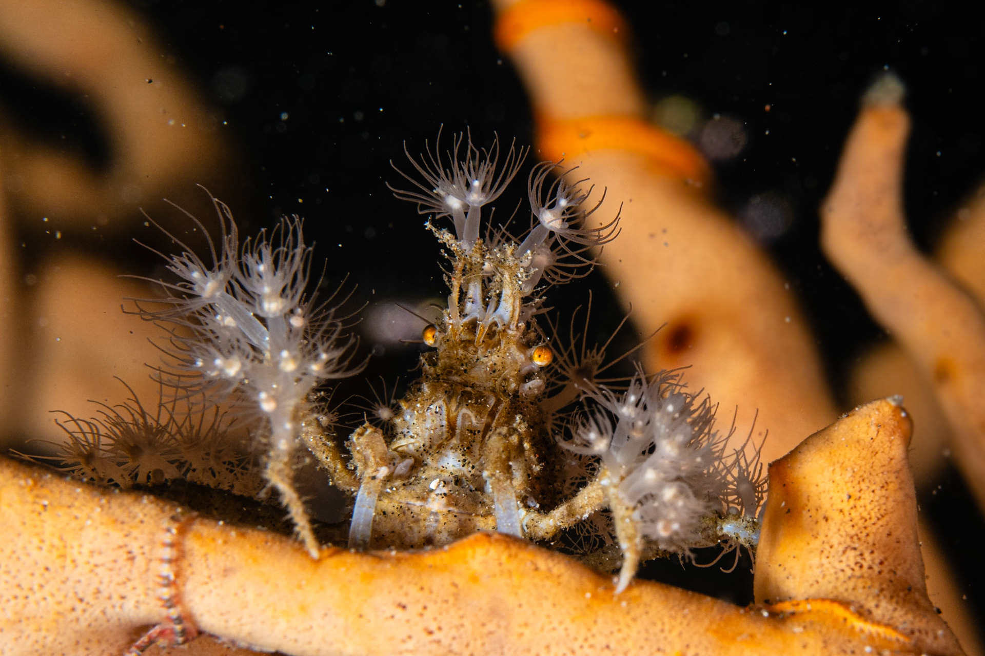 Unknown Decorator Crab