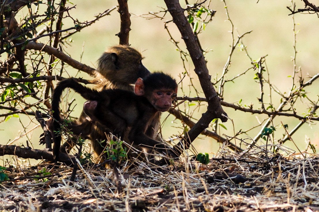 Baby Chacma Baboon
