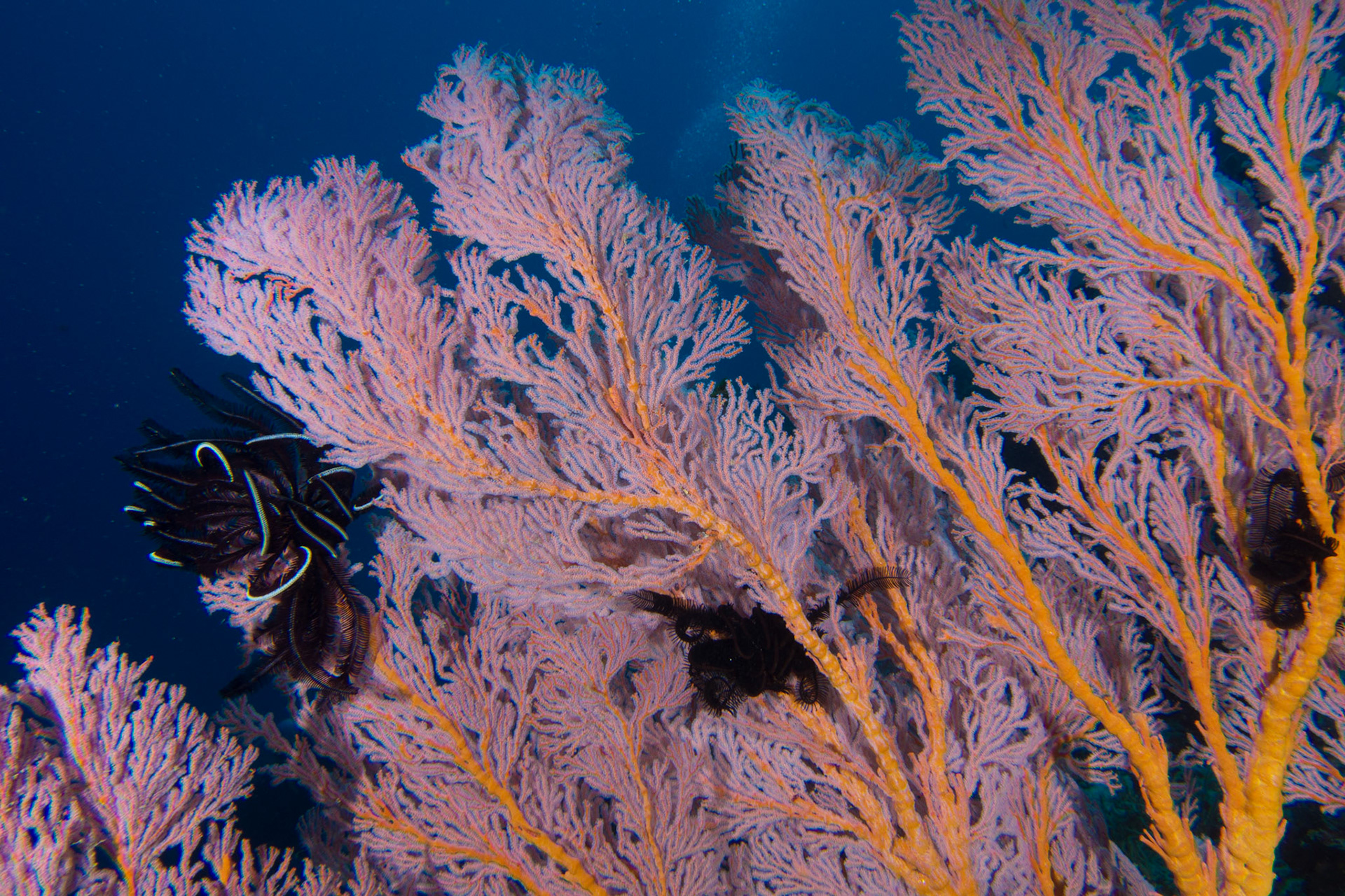 Sea Fans
