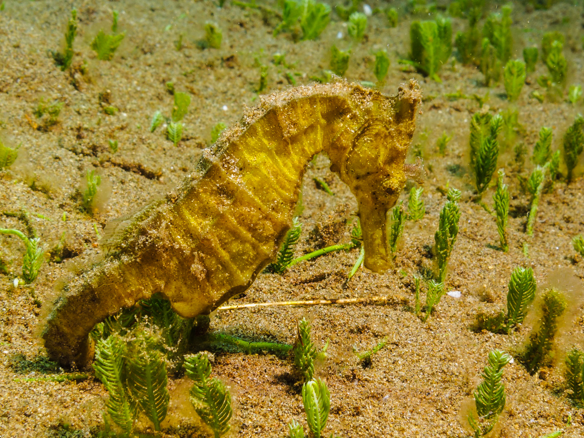 Common Seahorse