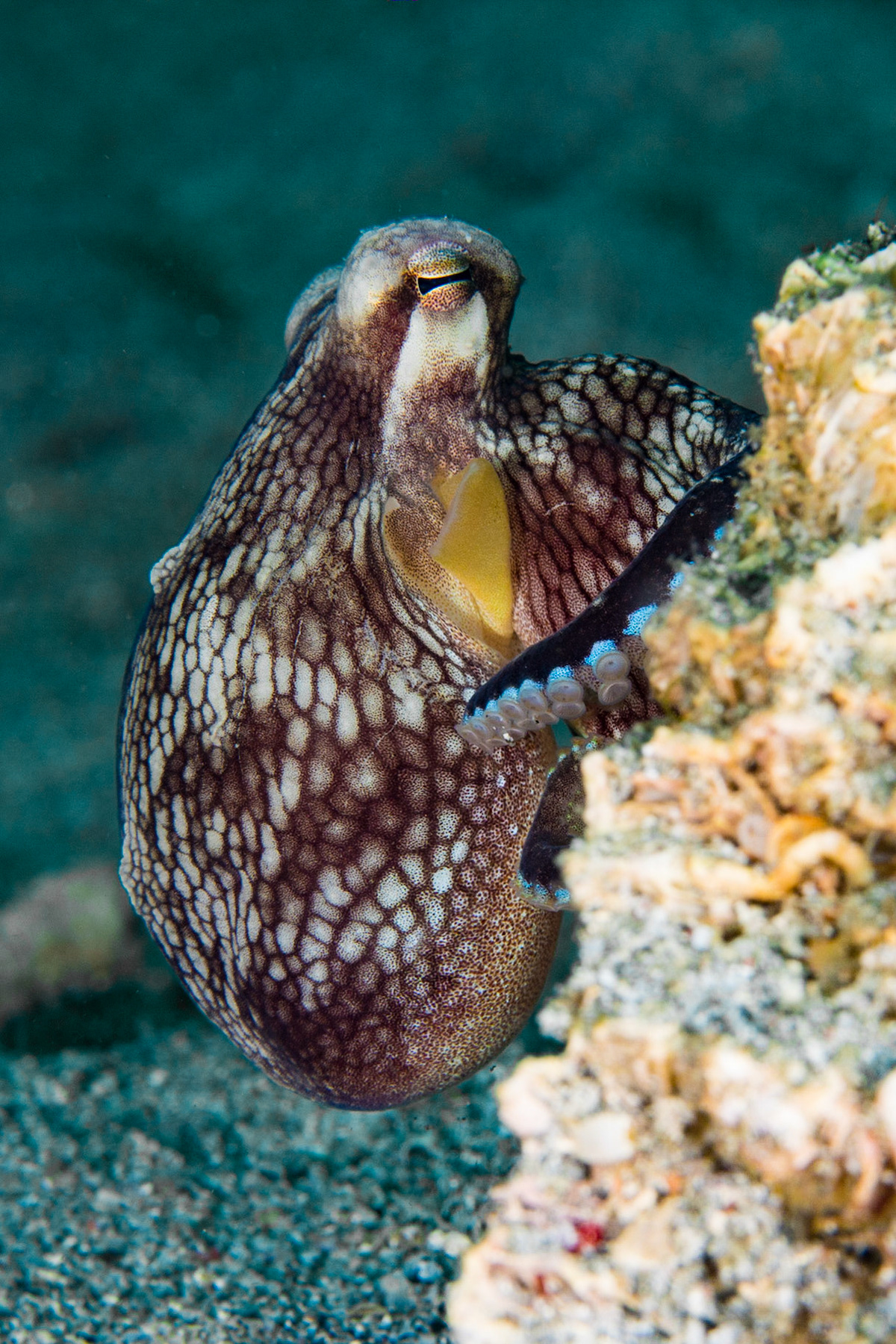 Coconut Octopus
