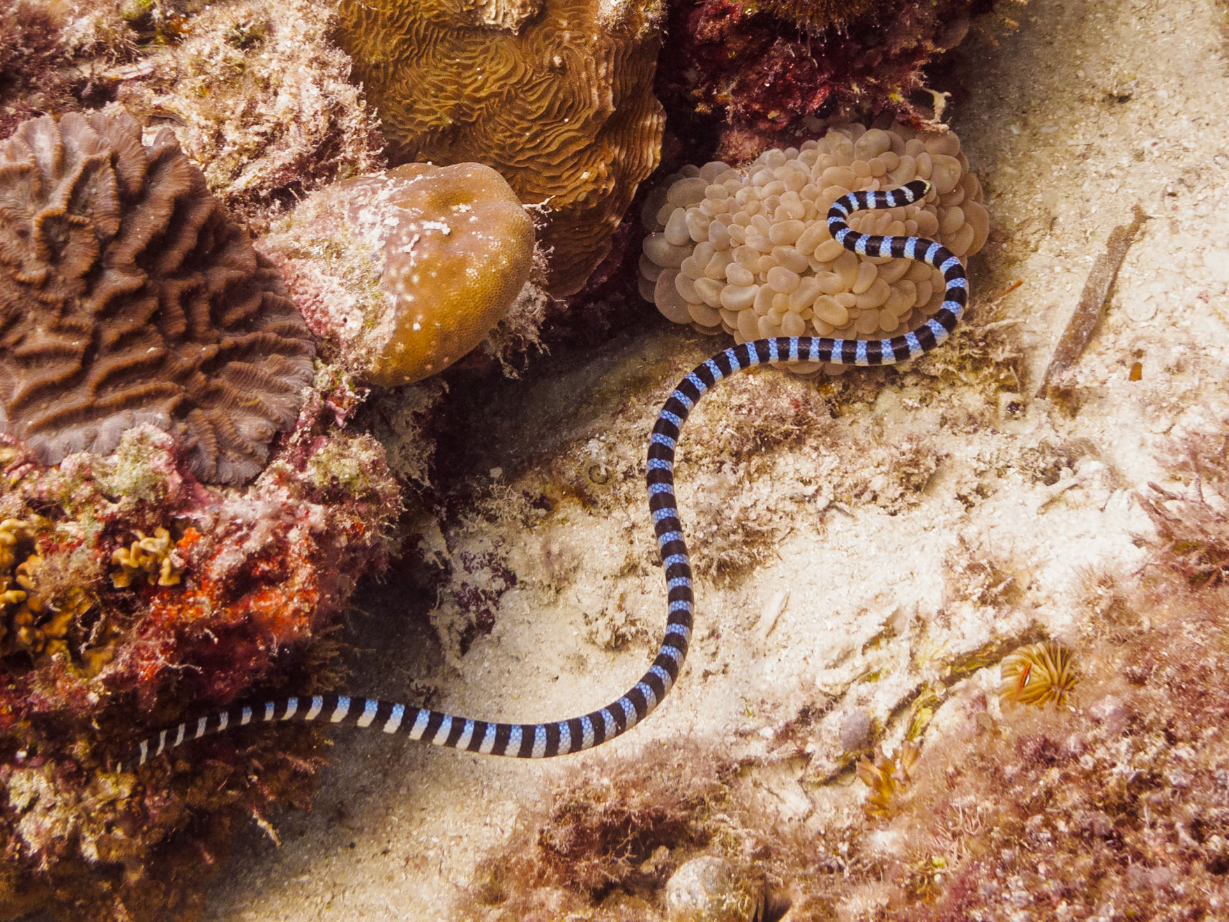 Banded Sea Krait