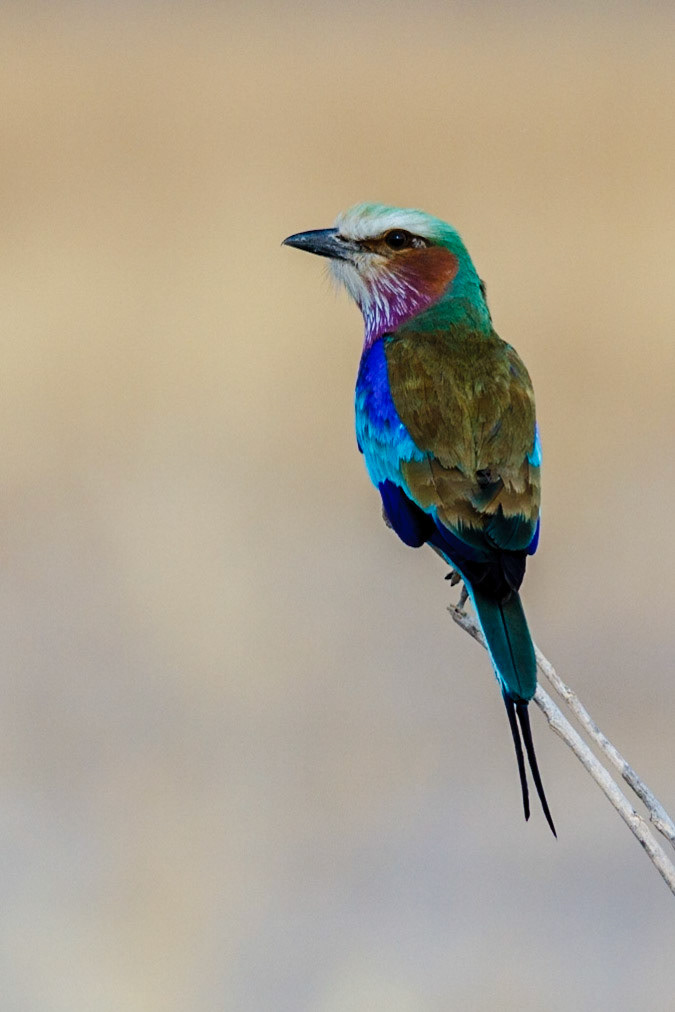 Lilac-breasted Roller
