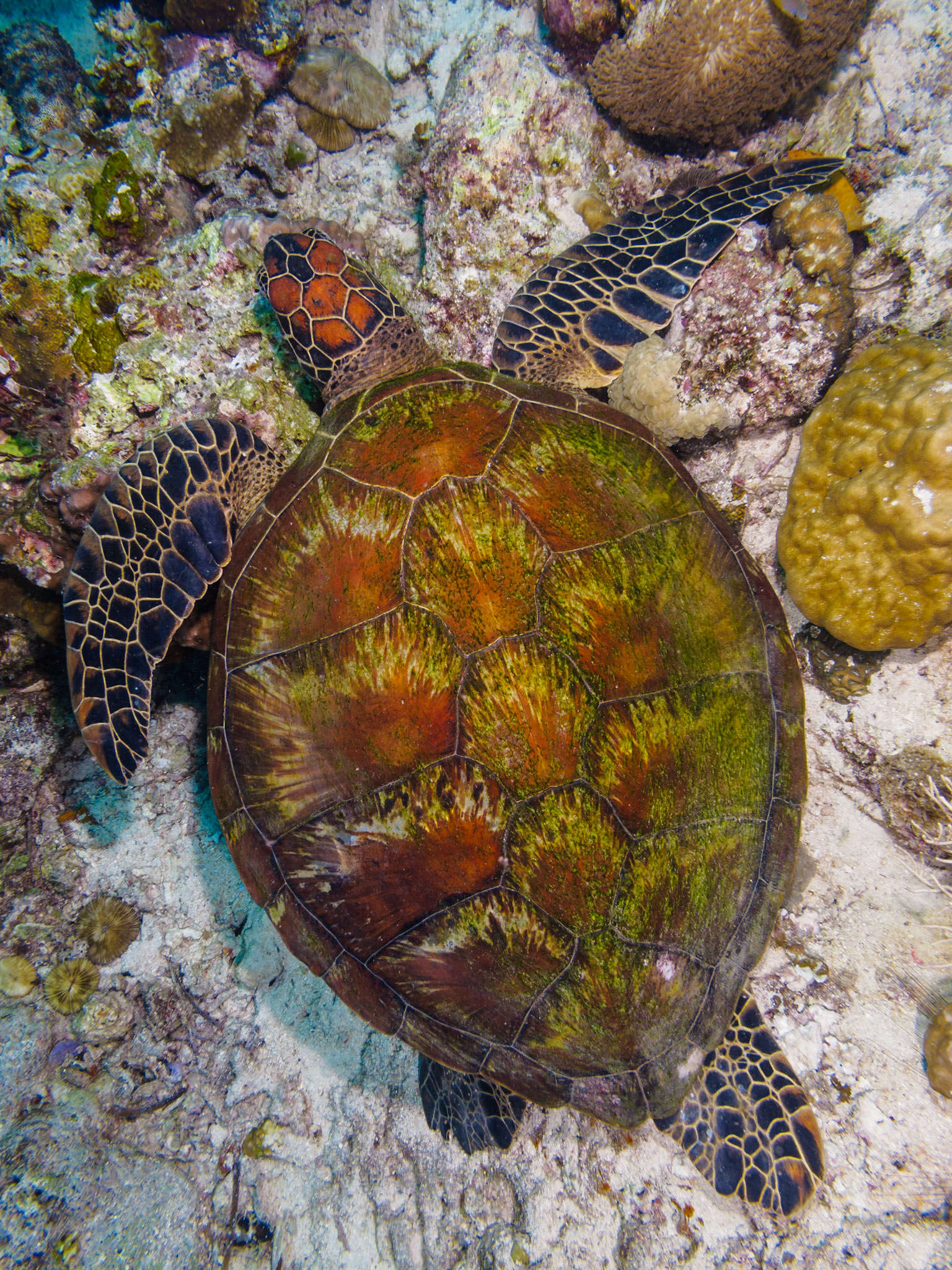 Green Turtle