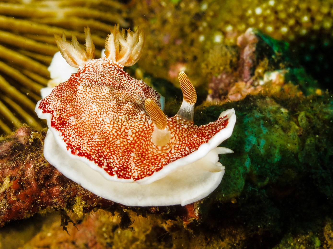 Chromodoris reticulata