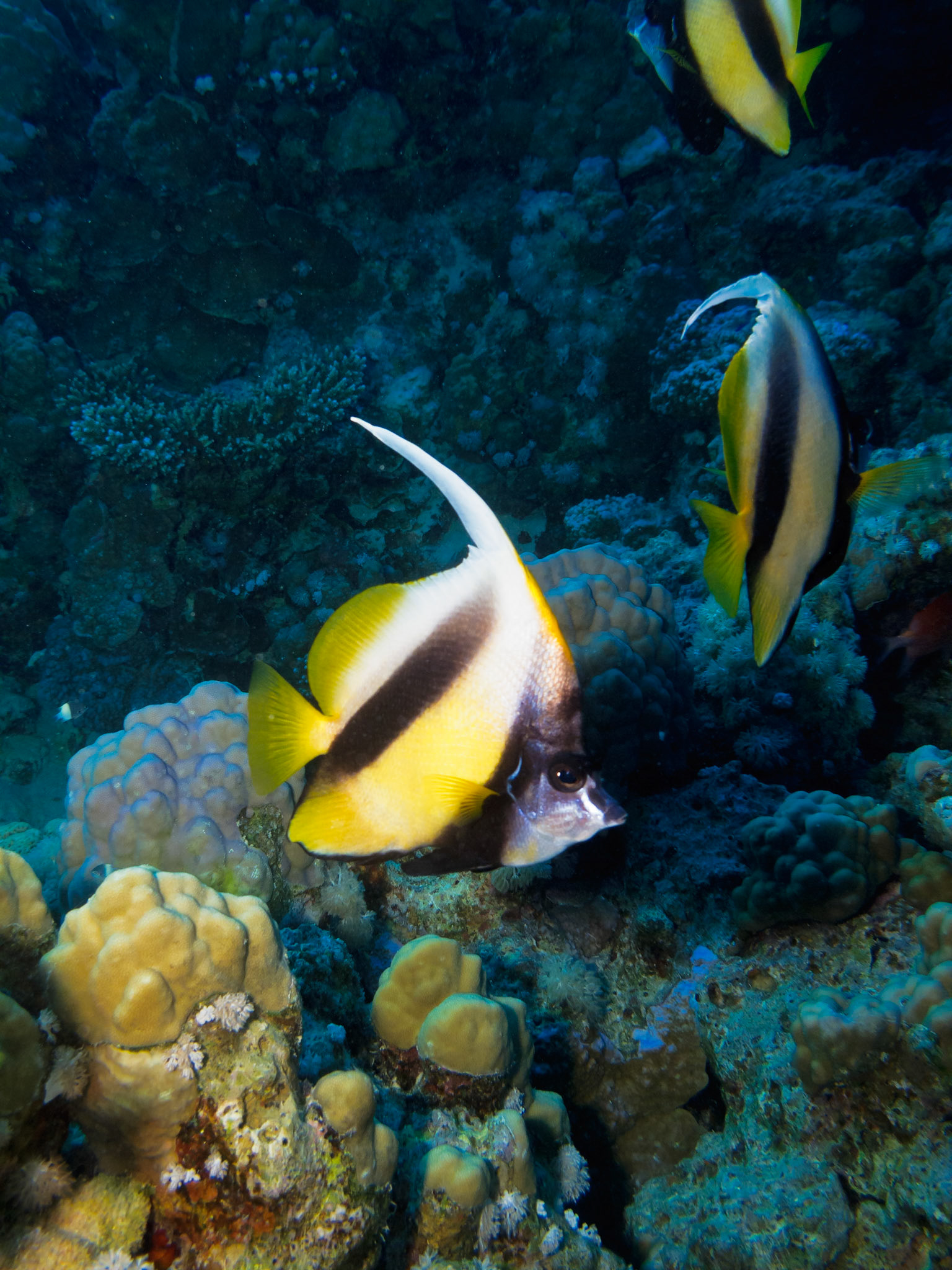 Red Sea Bannerfish