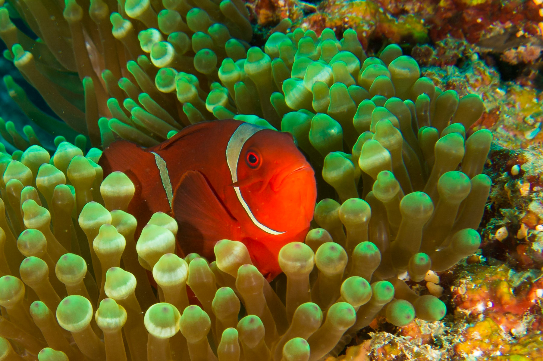 Spinecheek Anemonefish and Bulb Tentacle Anemone