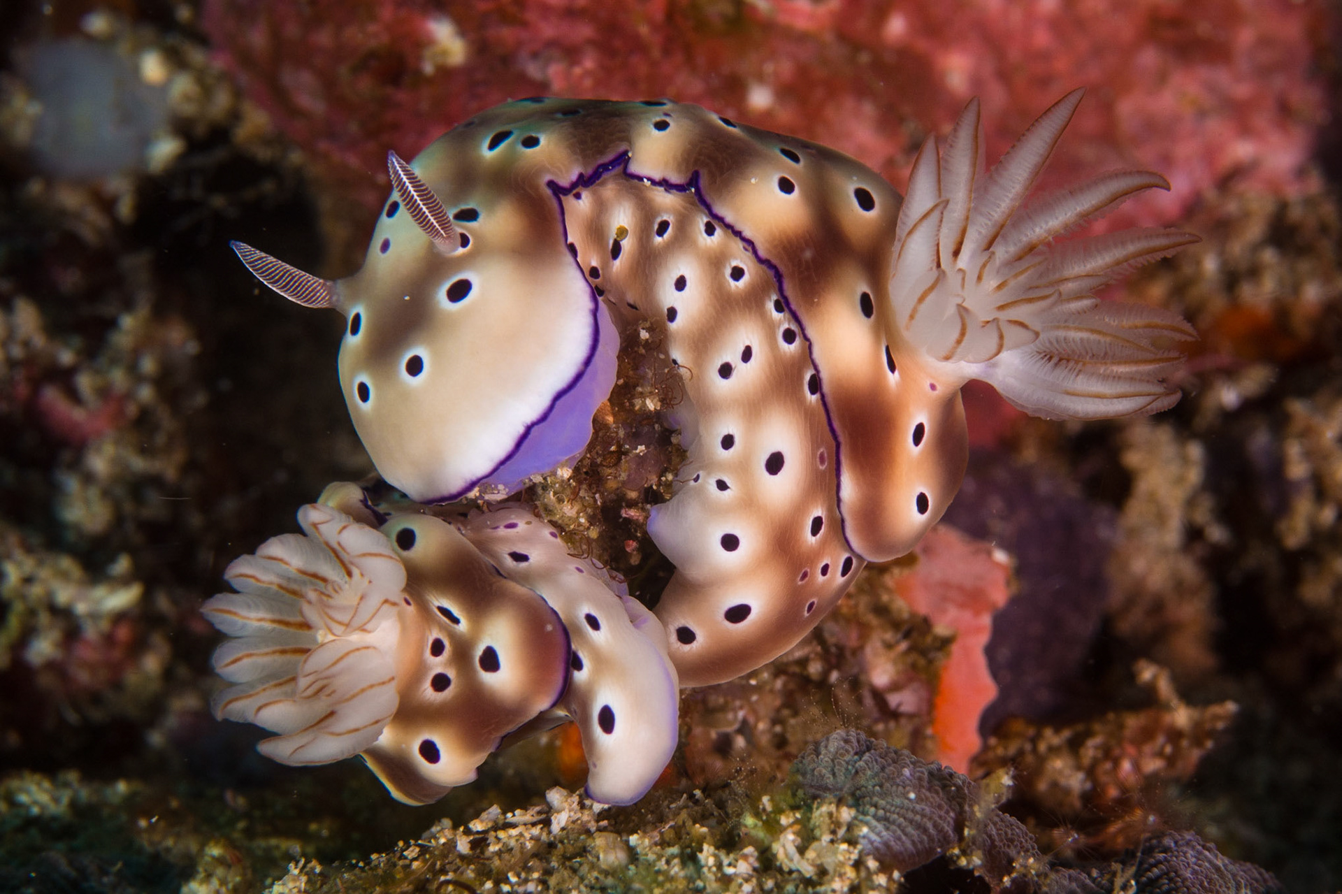 Hypselodoris tryoni