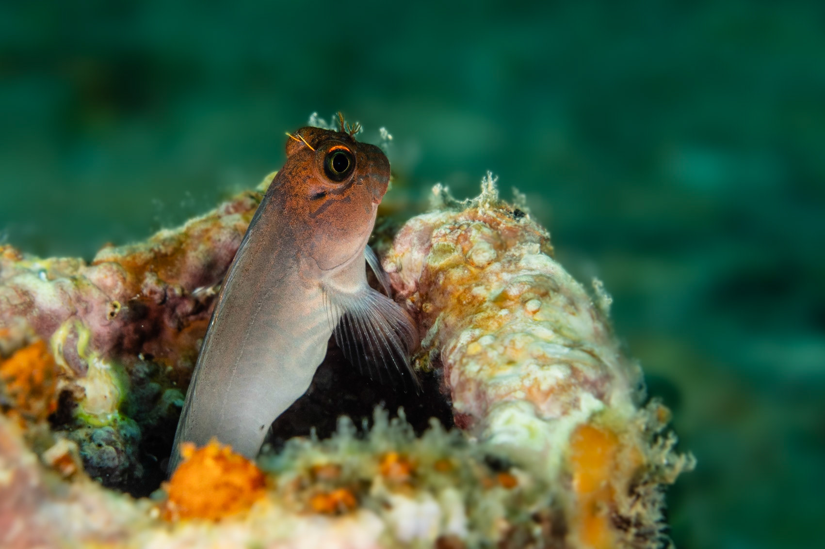 Redlip Blenny