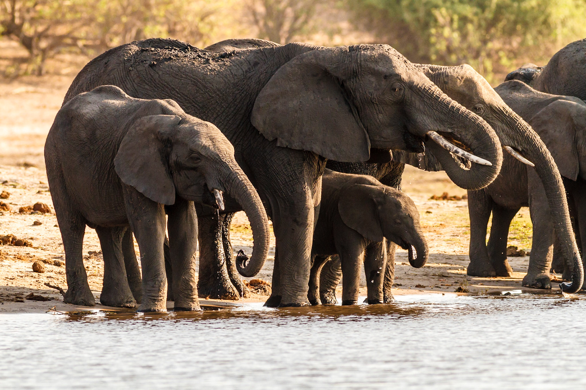 African Elephants drinking