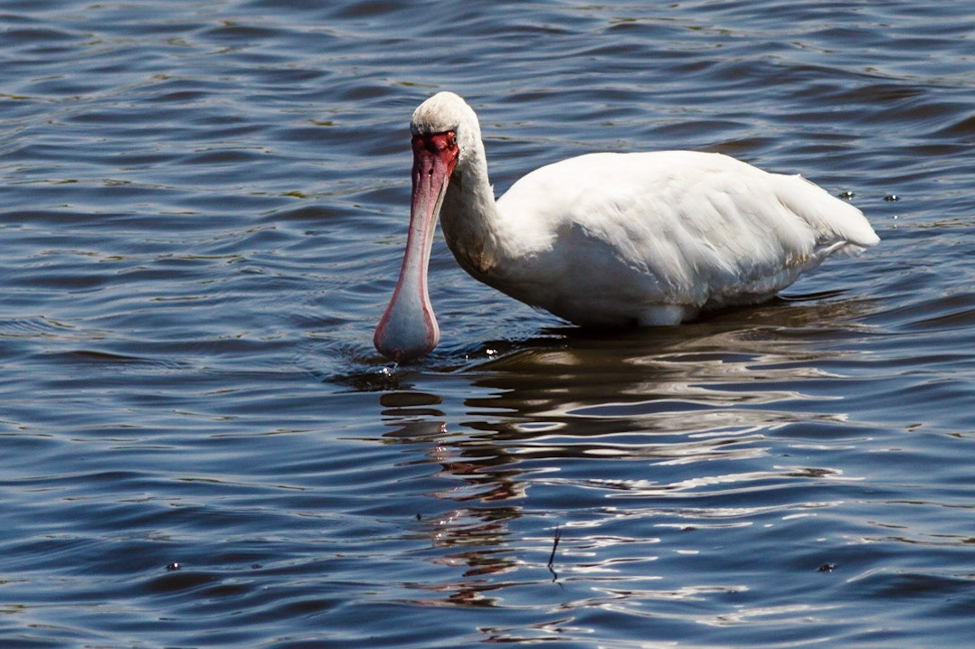 African Spoonbill