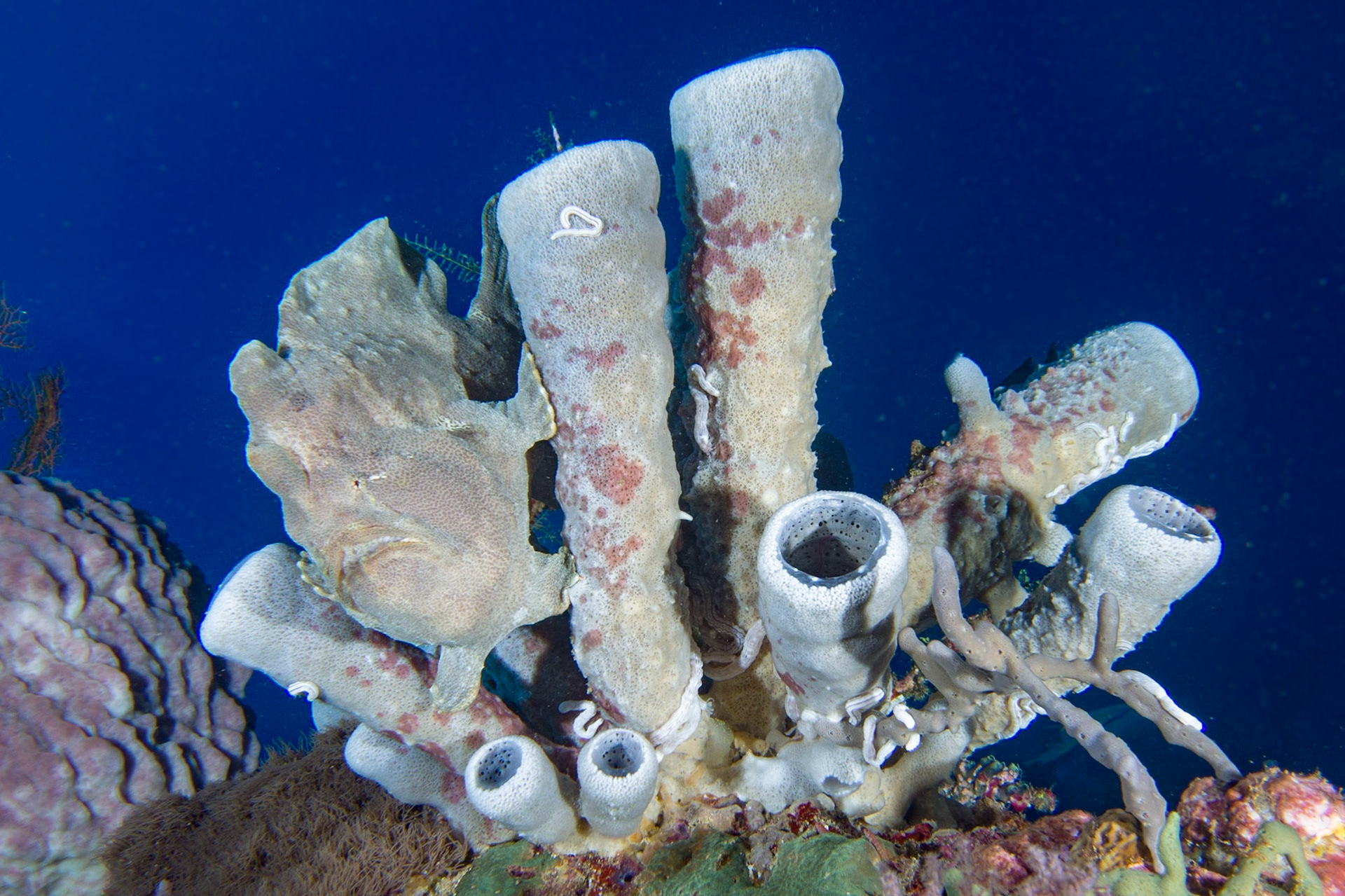 A Giant Frogfish on an Amphimedon sp. sponge