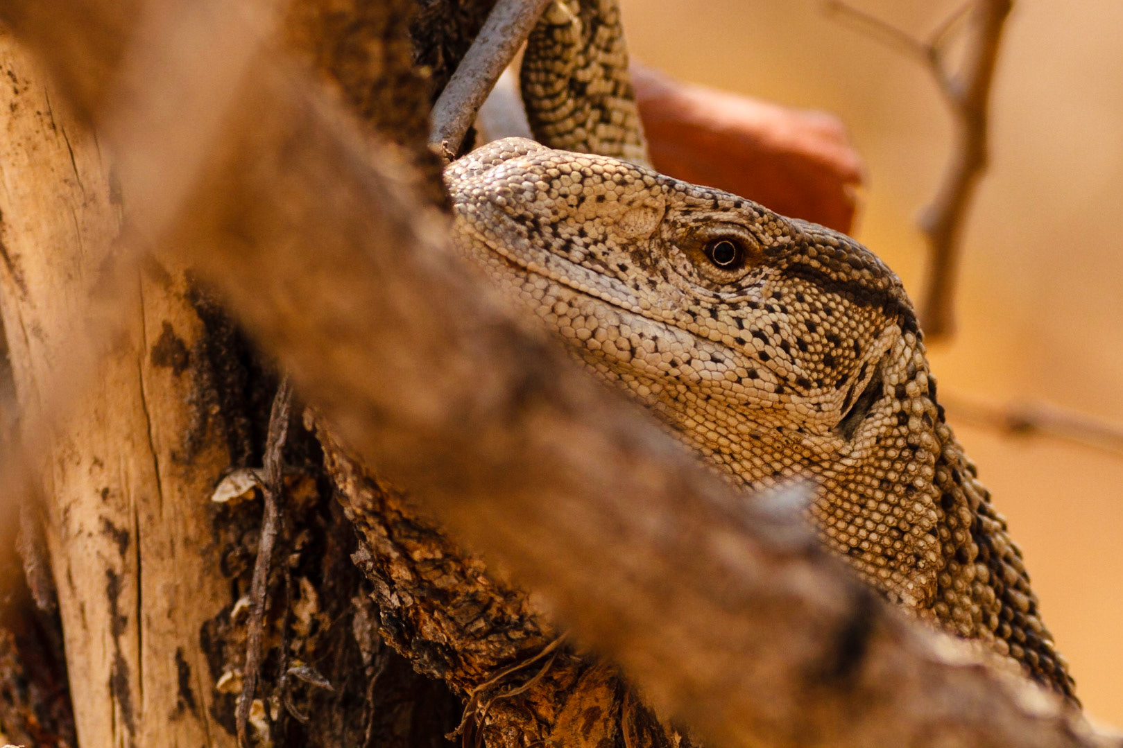 Rock Monitor