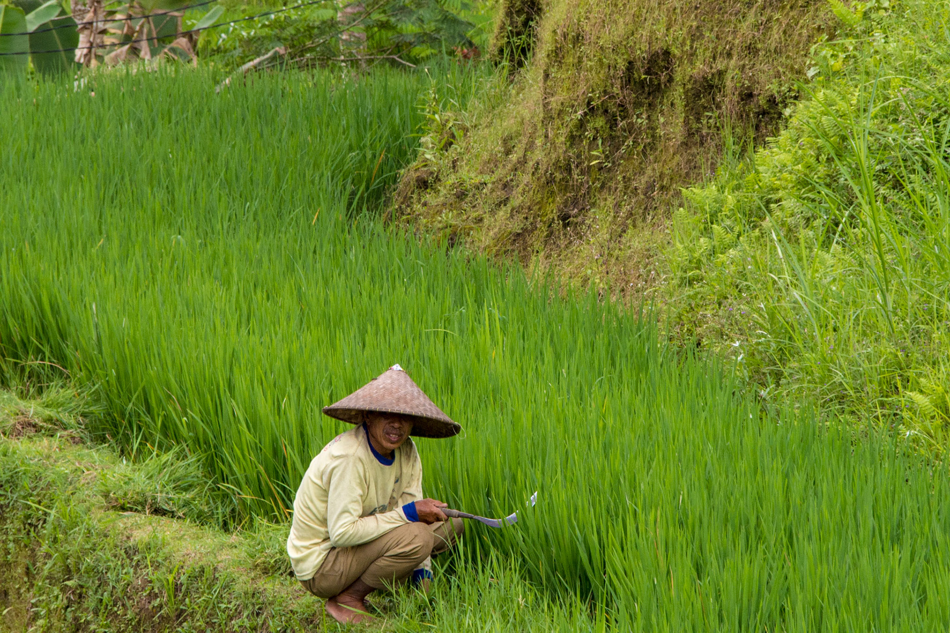 Rice Paddies