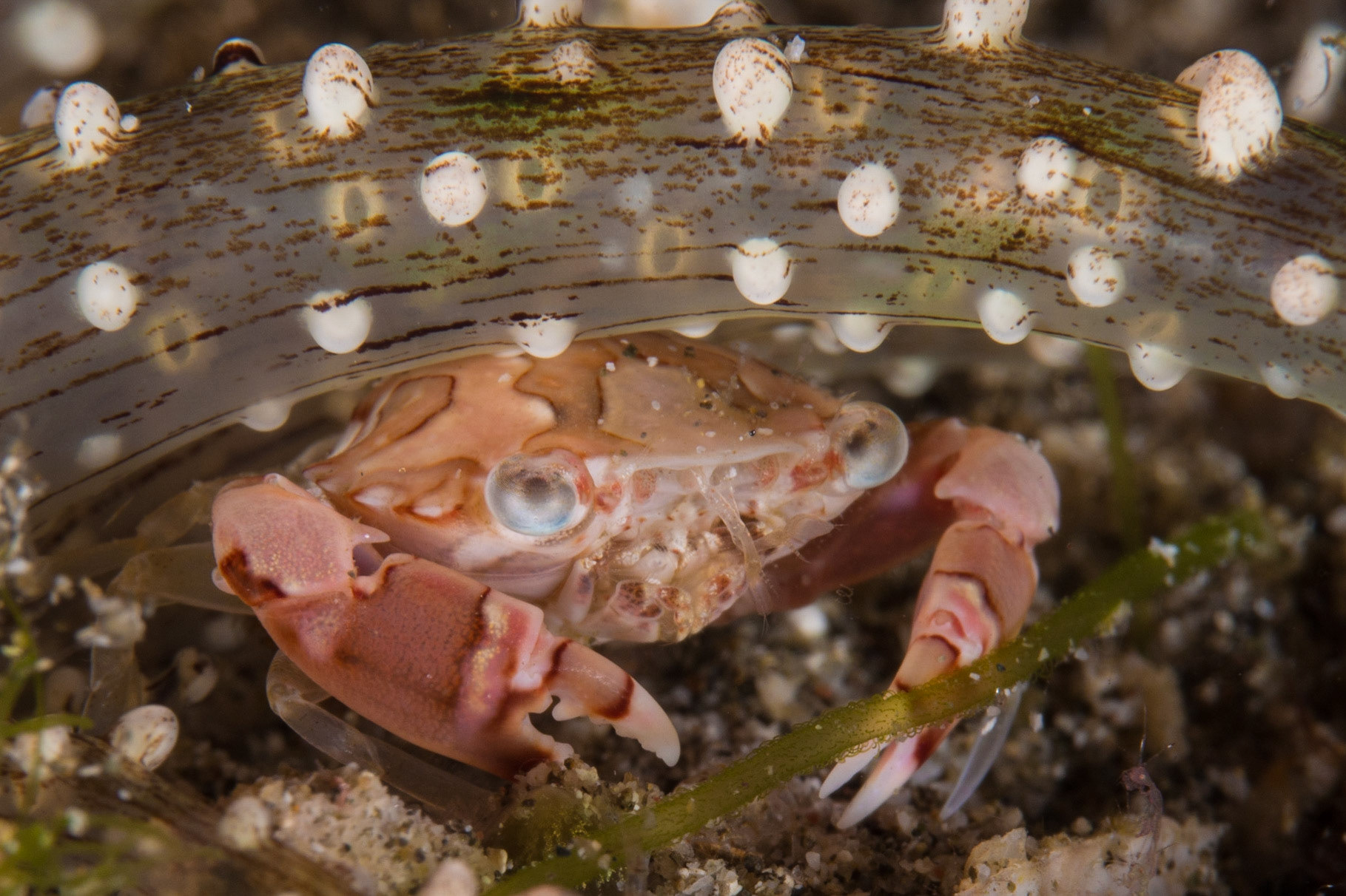 Carupa sp. crab and anemone