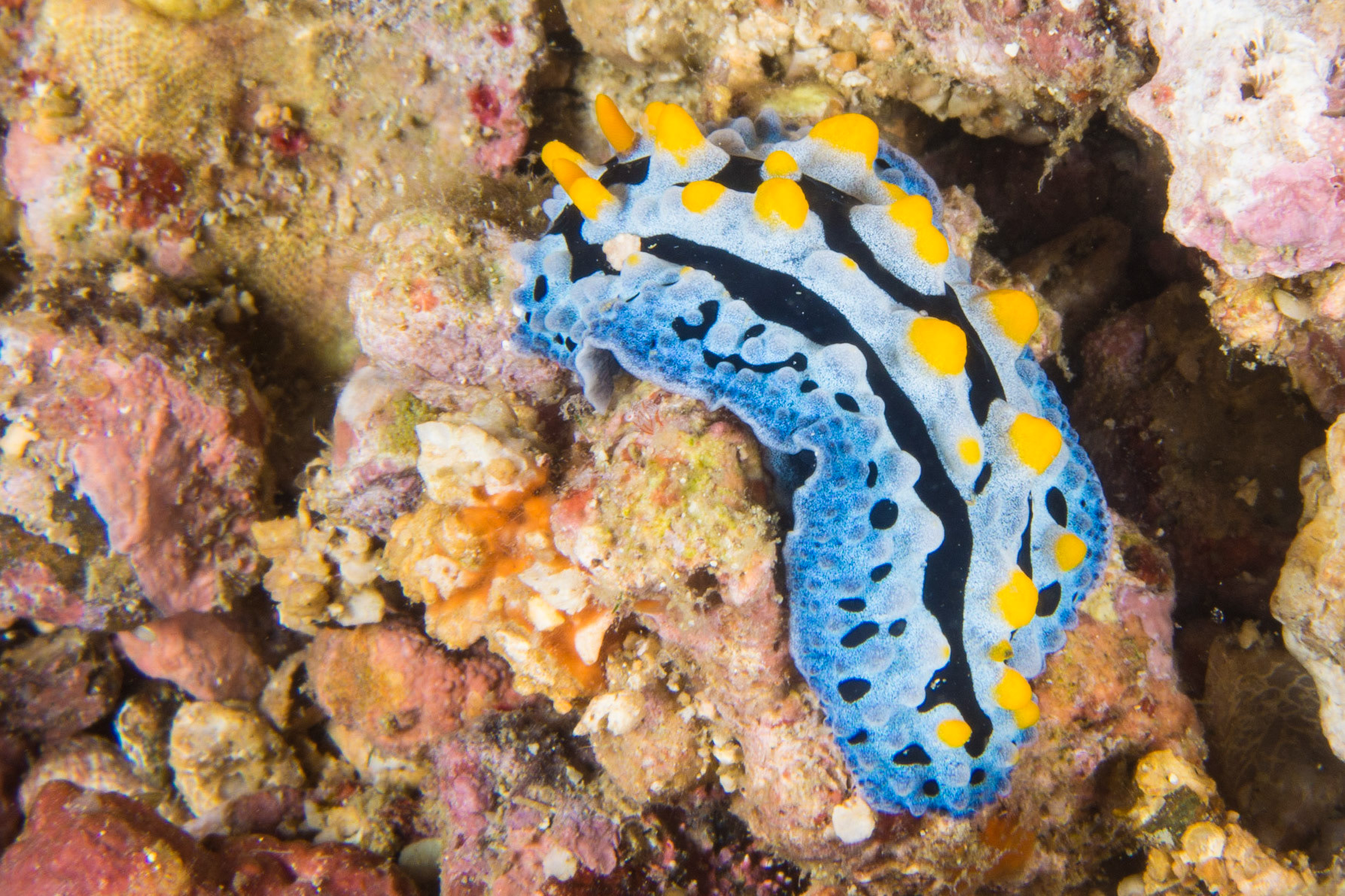 Phyllidia exquisita and Phyllidia rueppelii