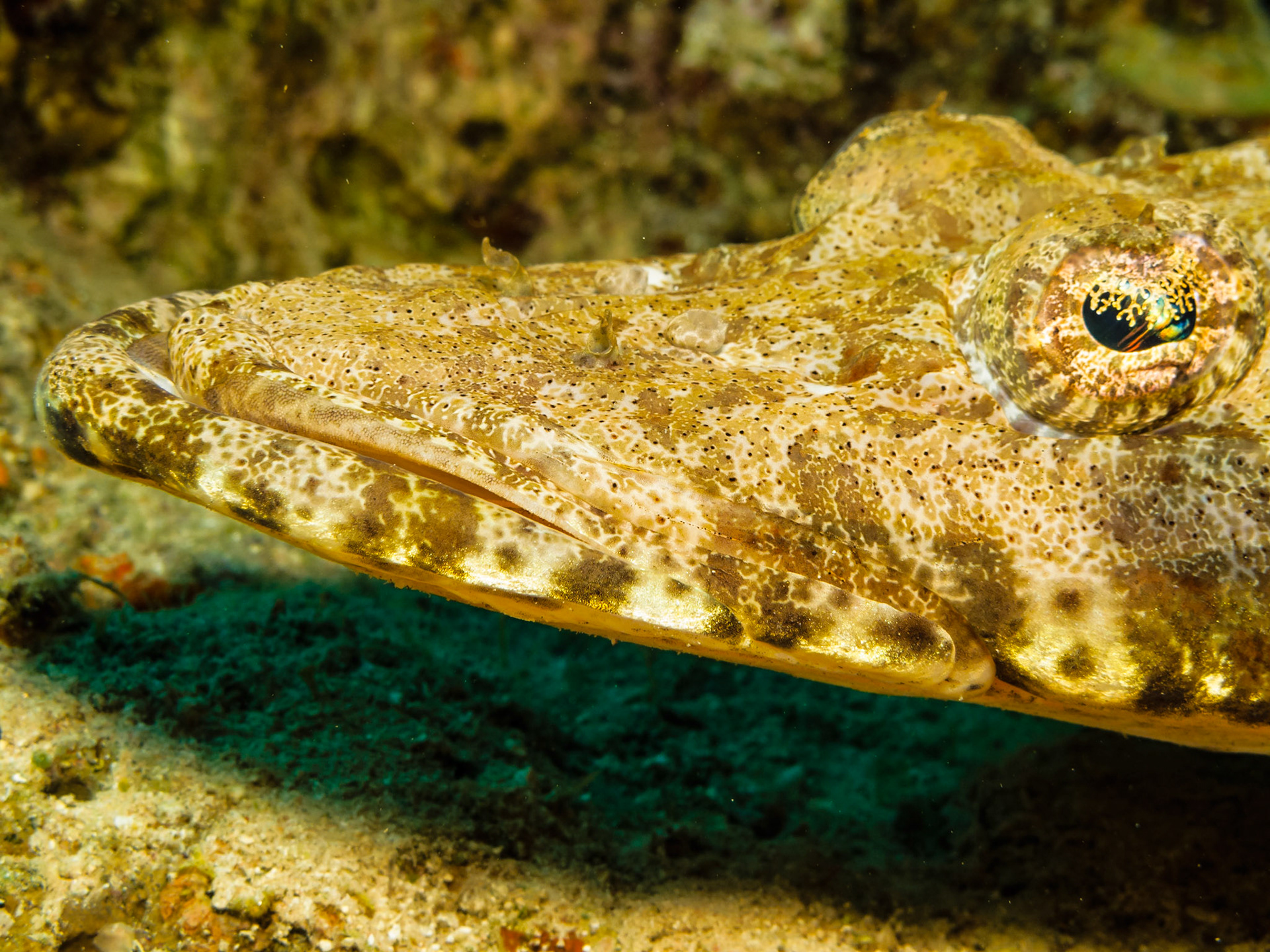 Indian Ocean Crocodilefish