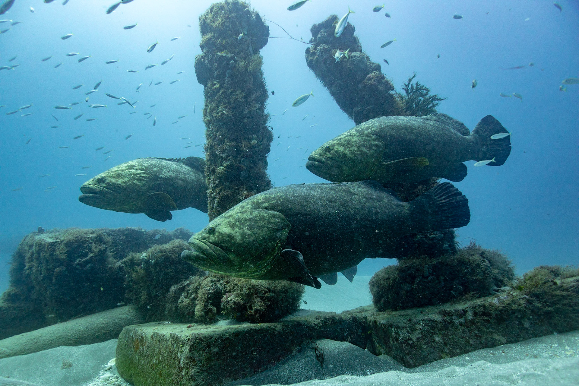 Goliath Grouper
