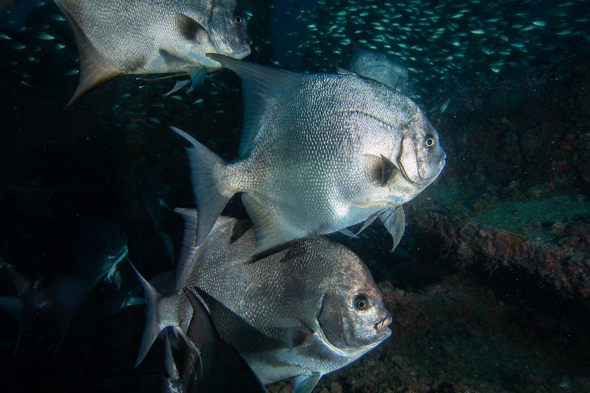 Atlantic Spadefish