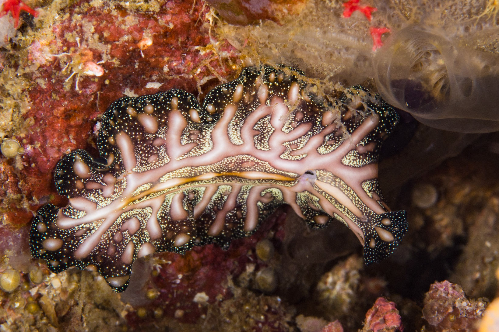 Persian Carpet Flatworm