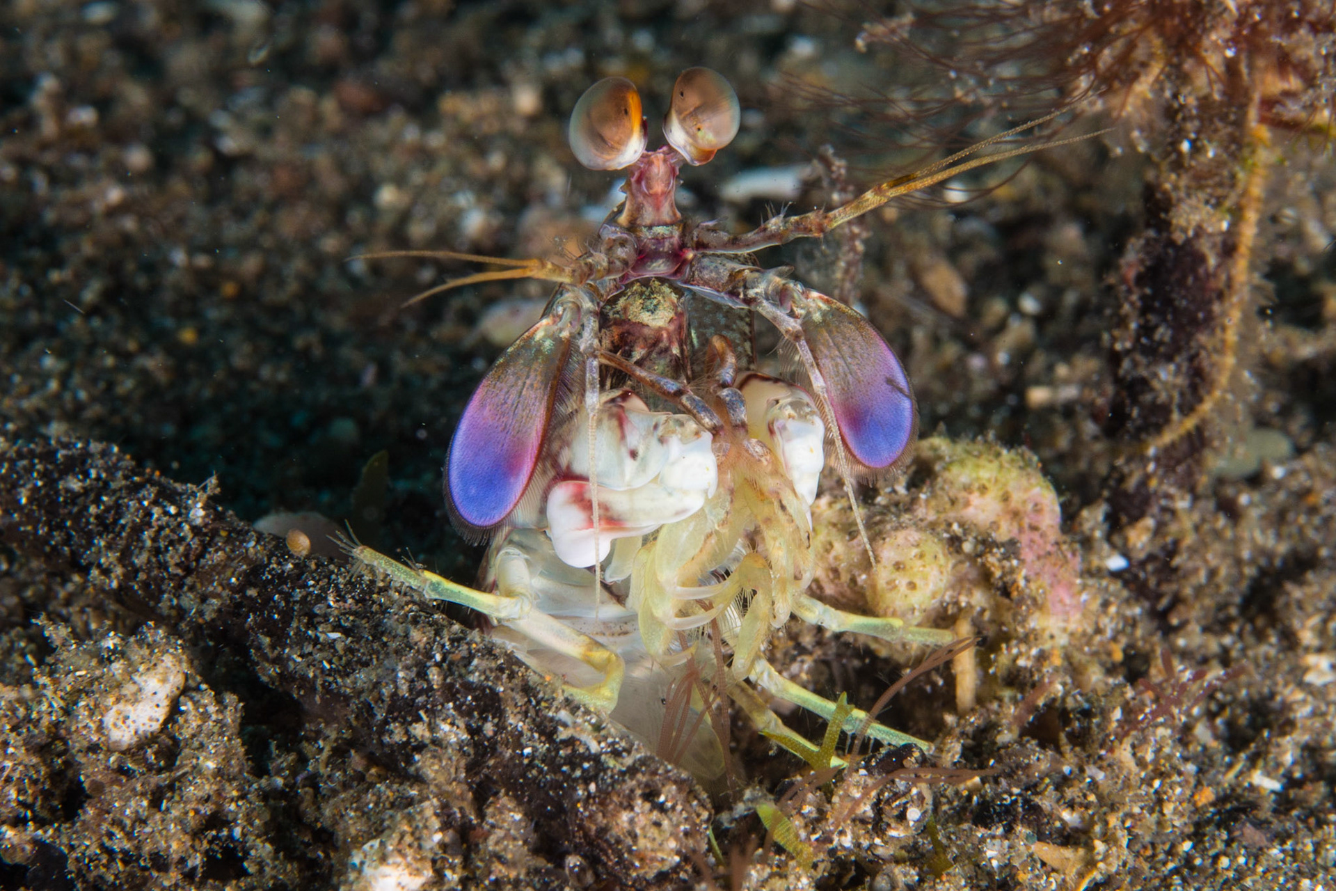 Short Beak Mantis
