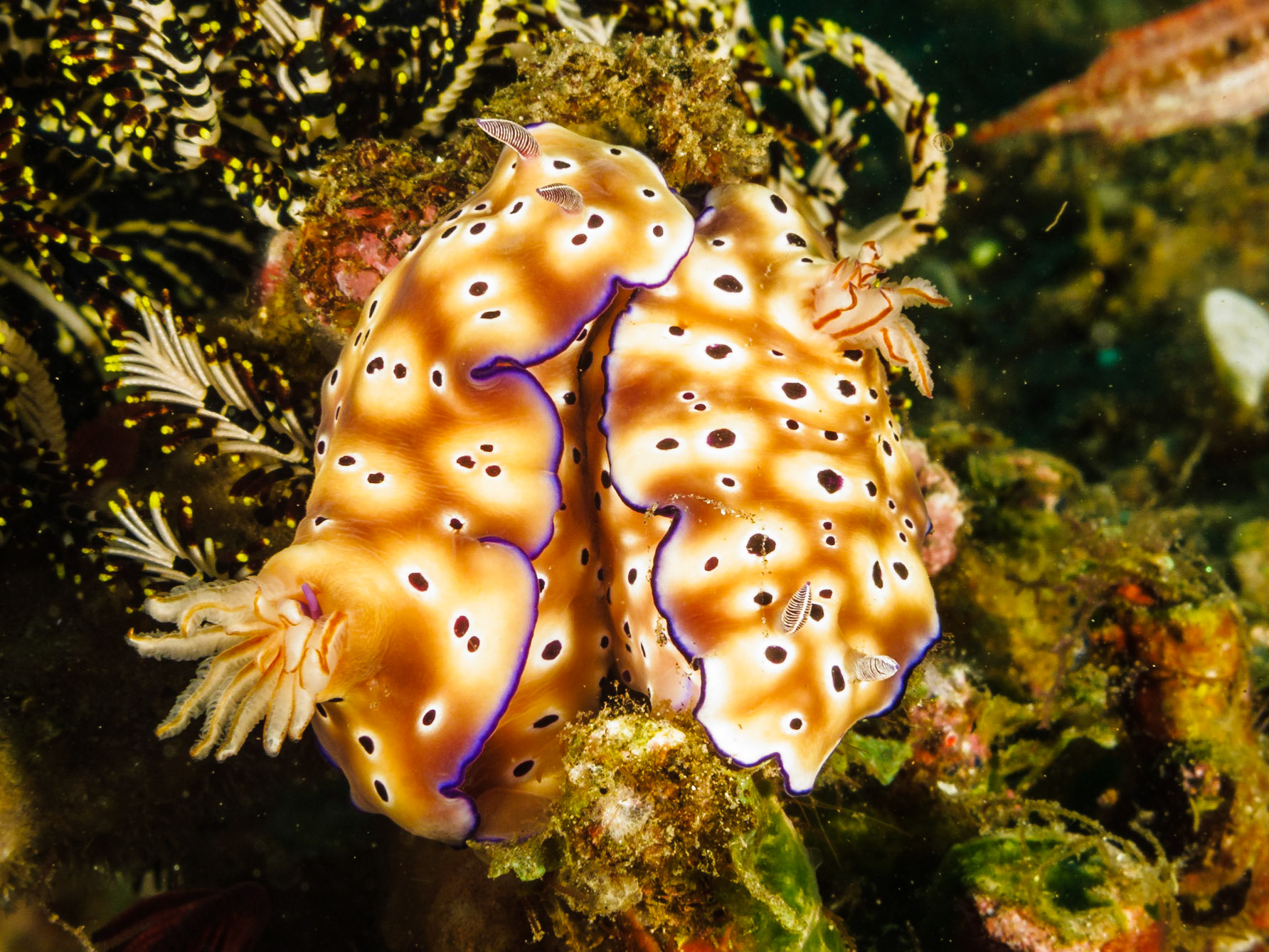 Risbecia tryoni