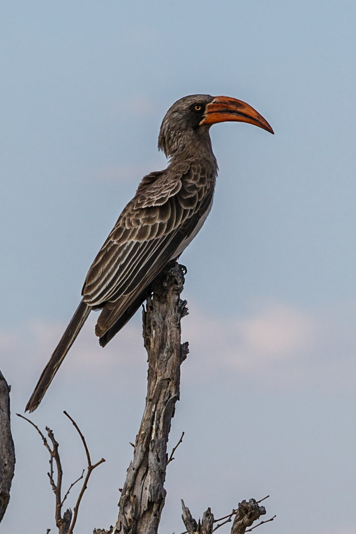 Bradfield's Hornbill