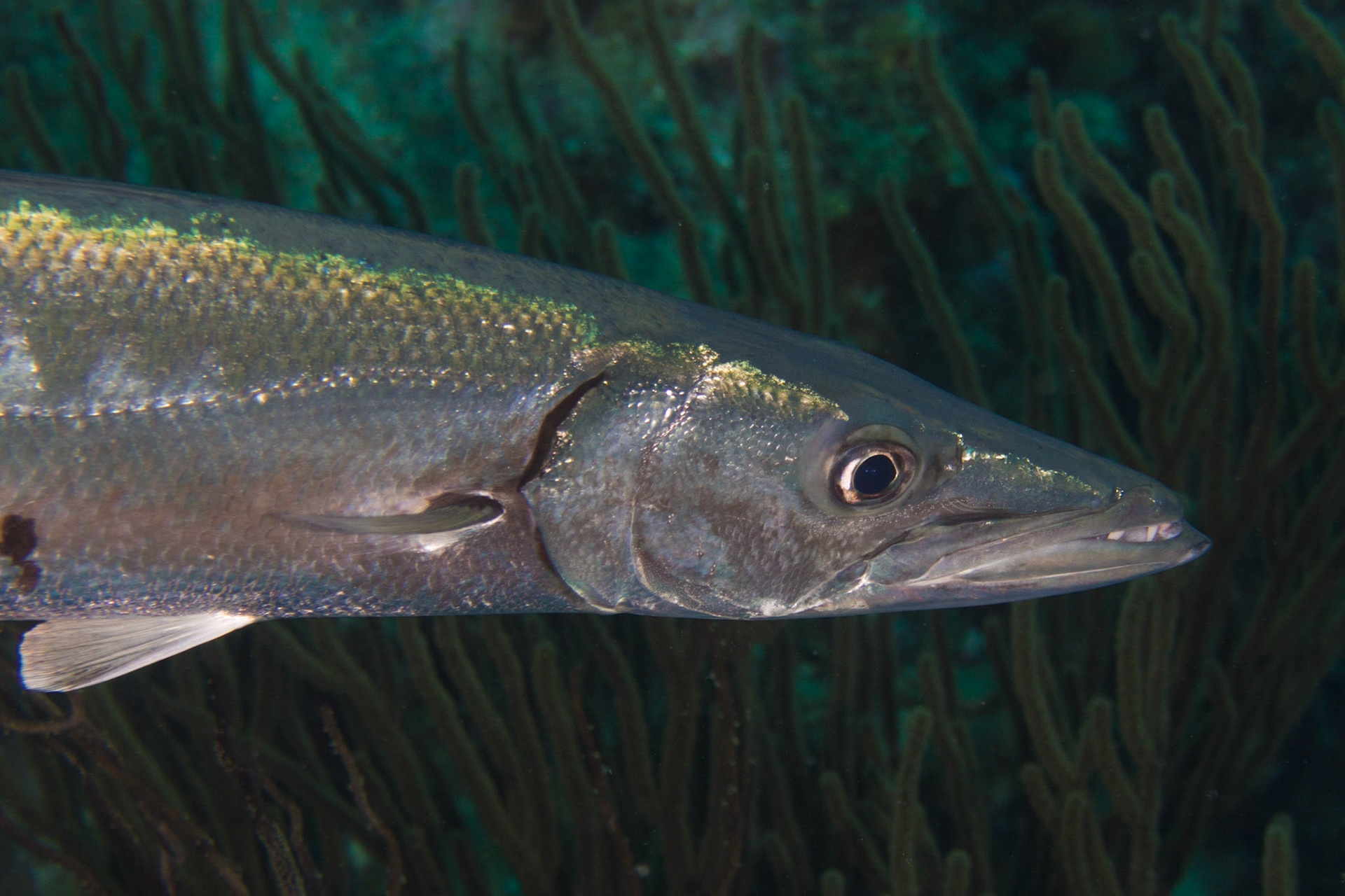 Great Barracuda