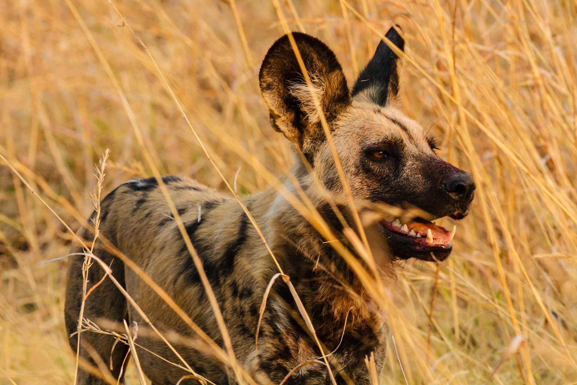 Wild Dogs