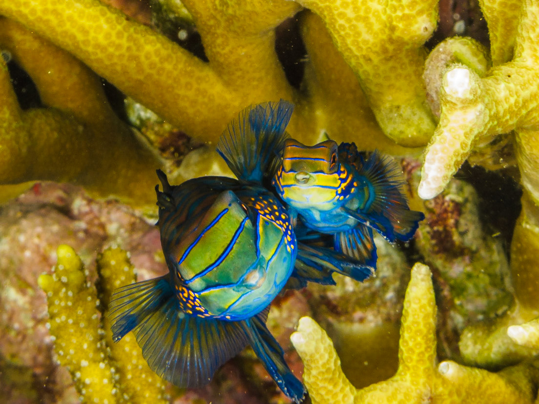 Mandarinfish