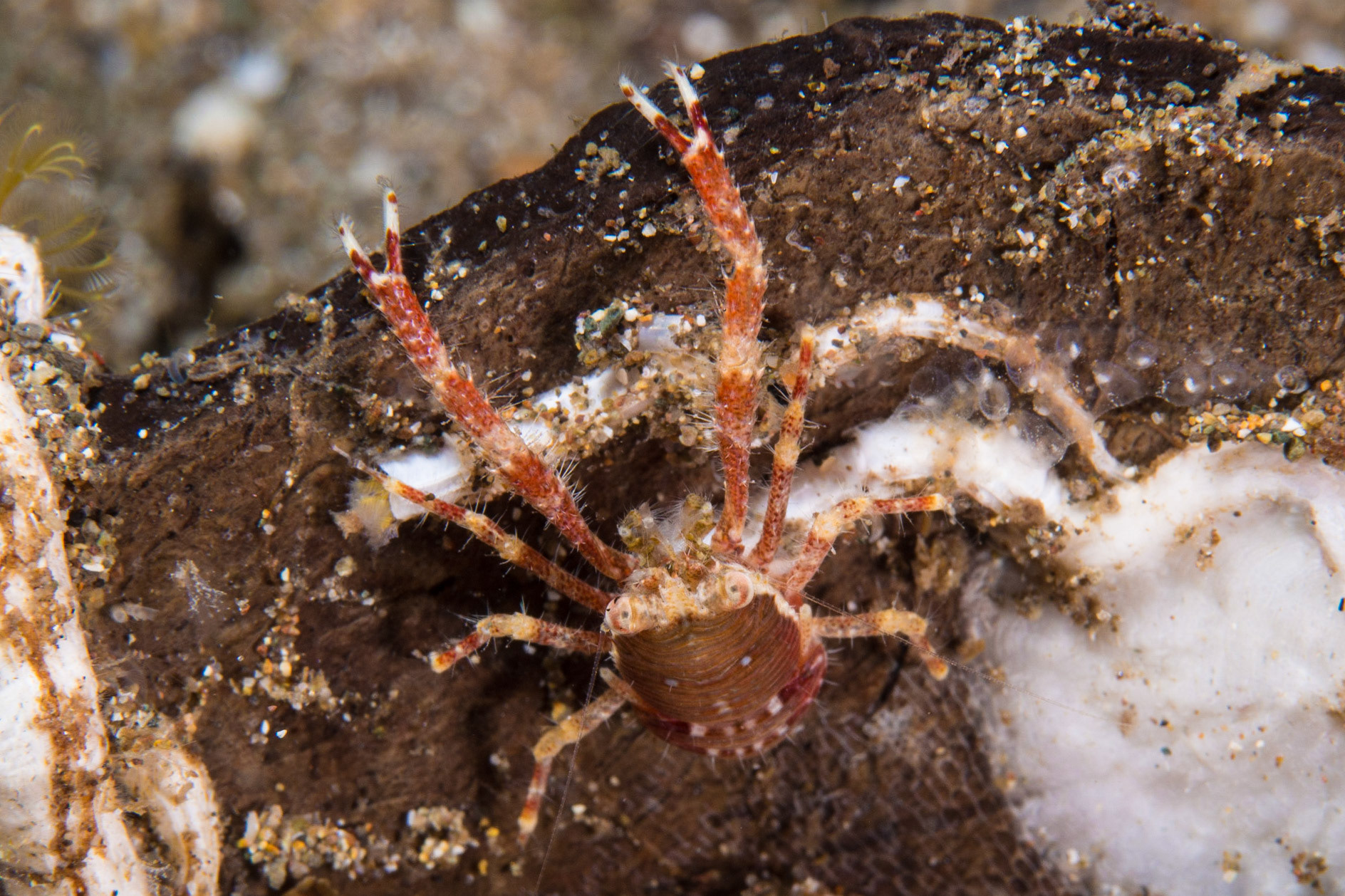 Galathea sp.