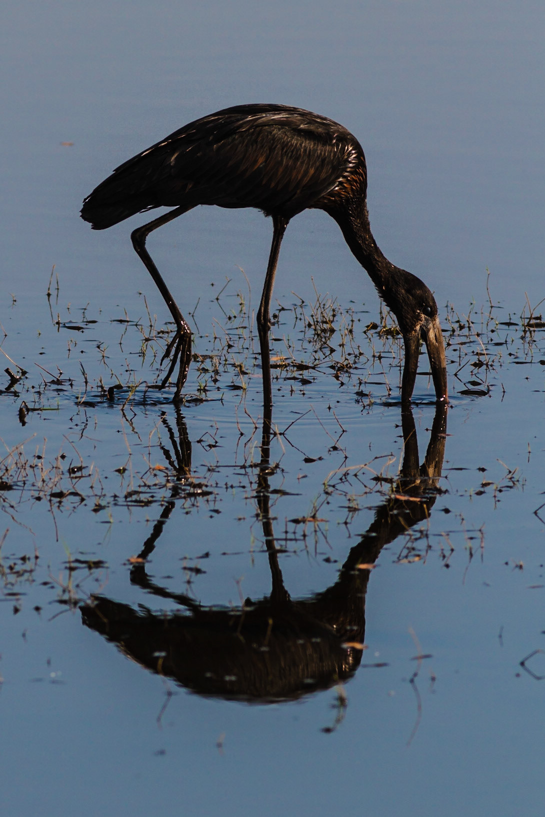 African Openbill Stork