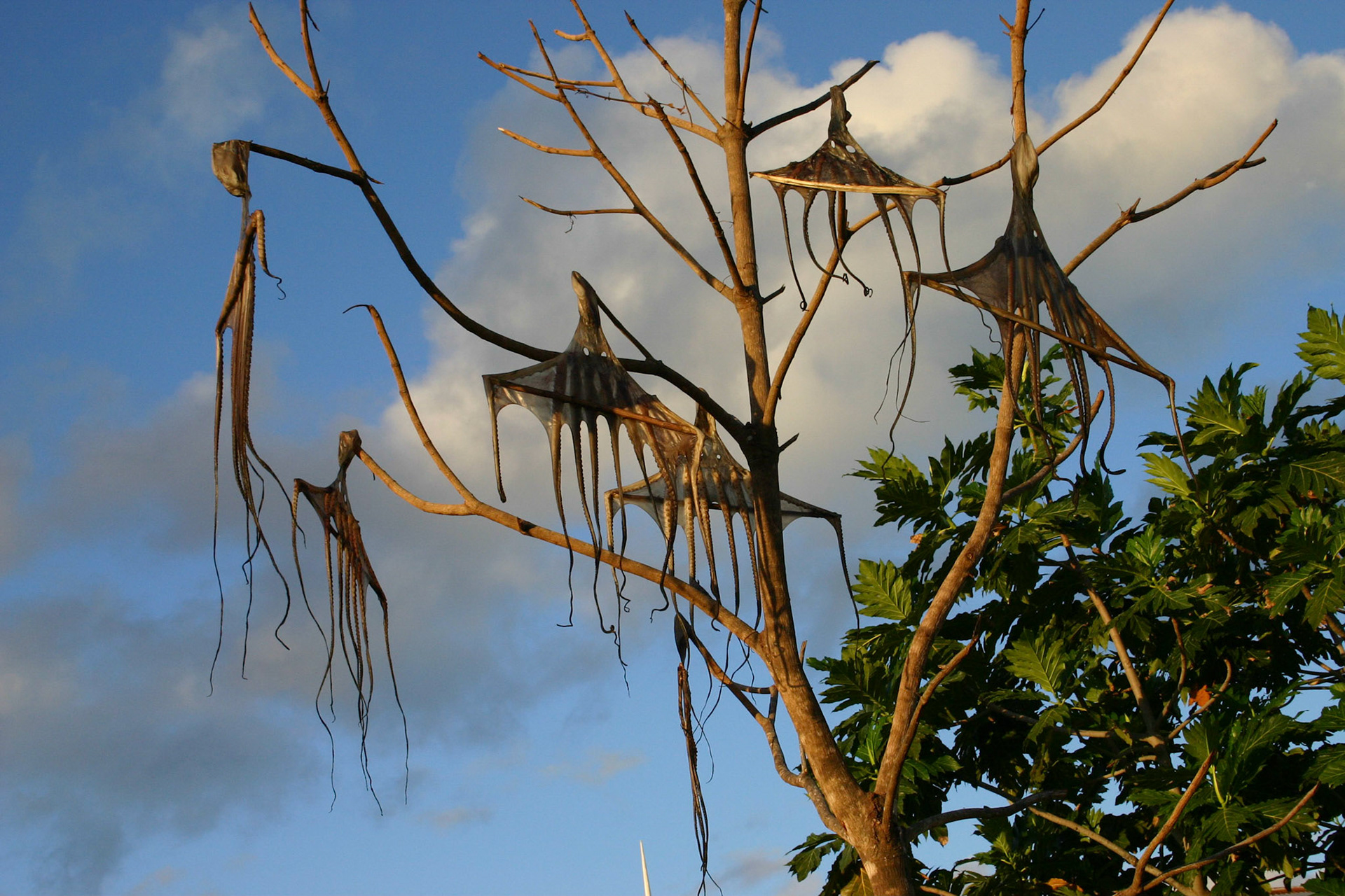 Octopus drying in a tree (caught by locals in Tonga)