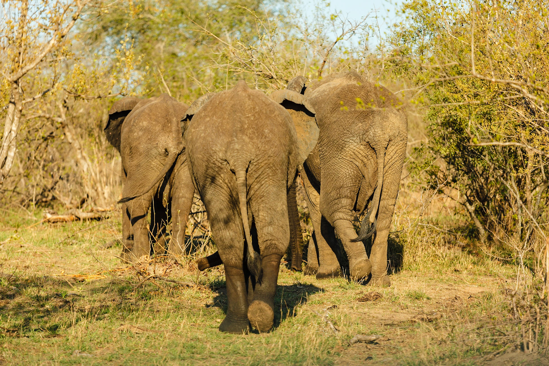 African Elephant