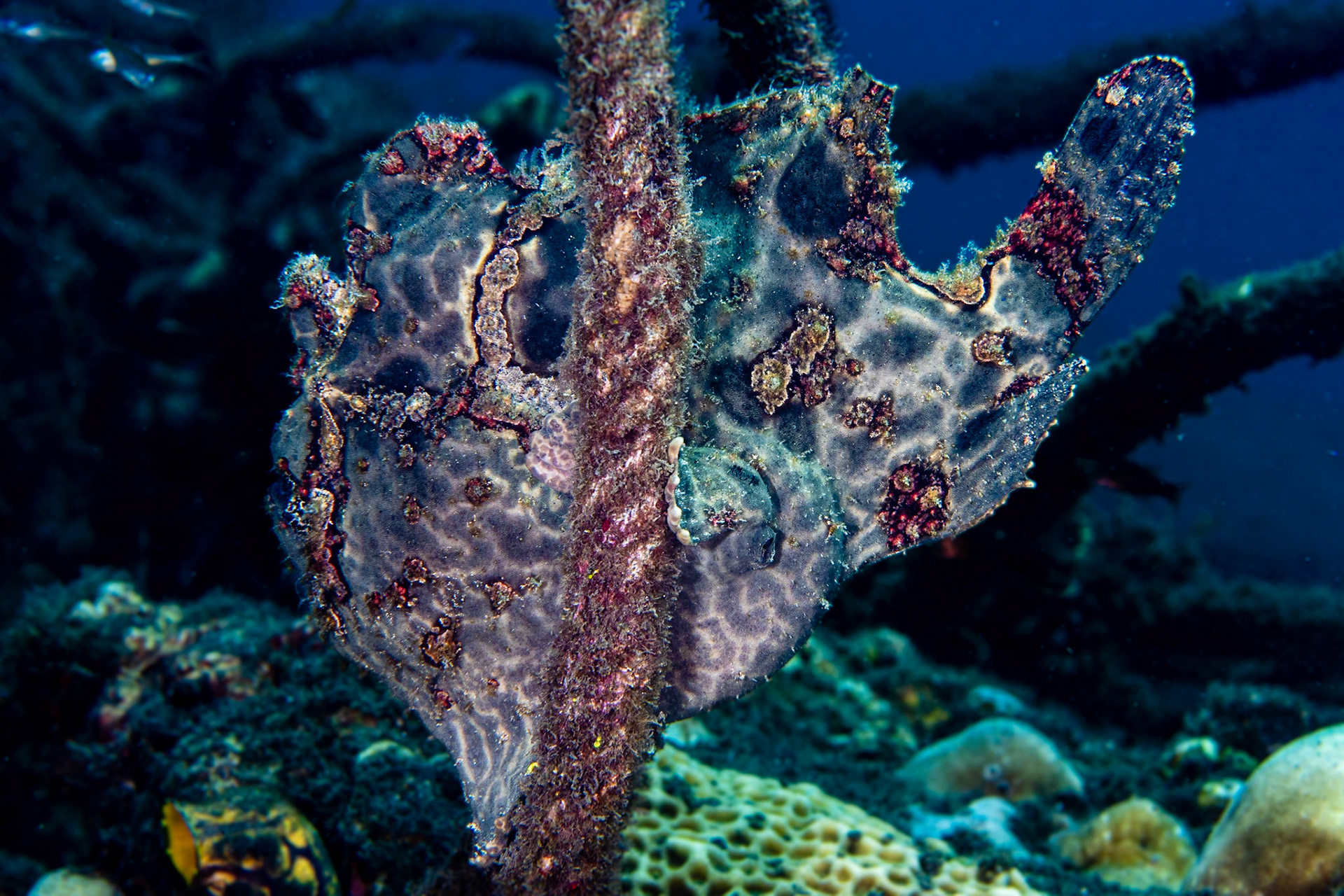 Giant Frogfish