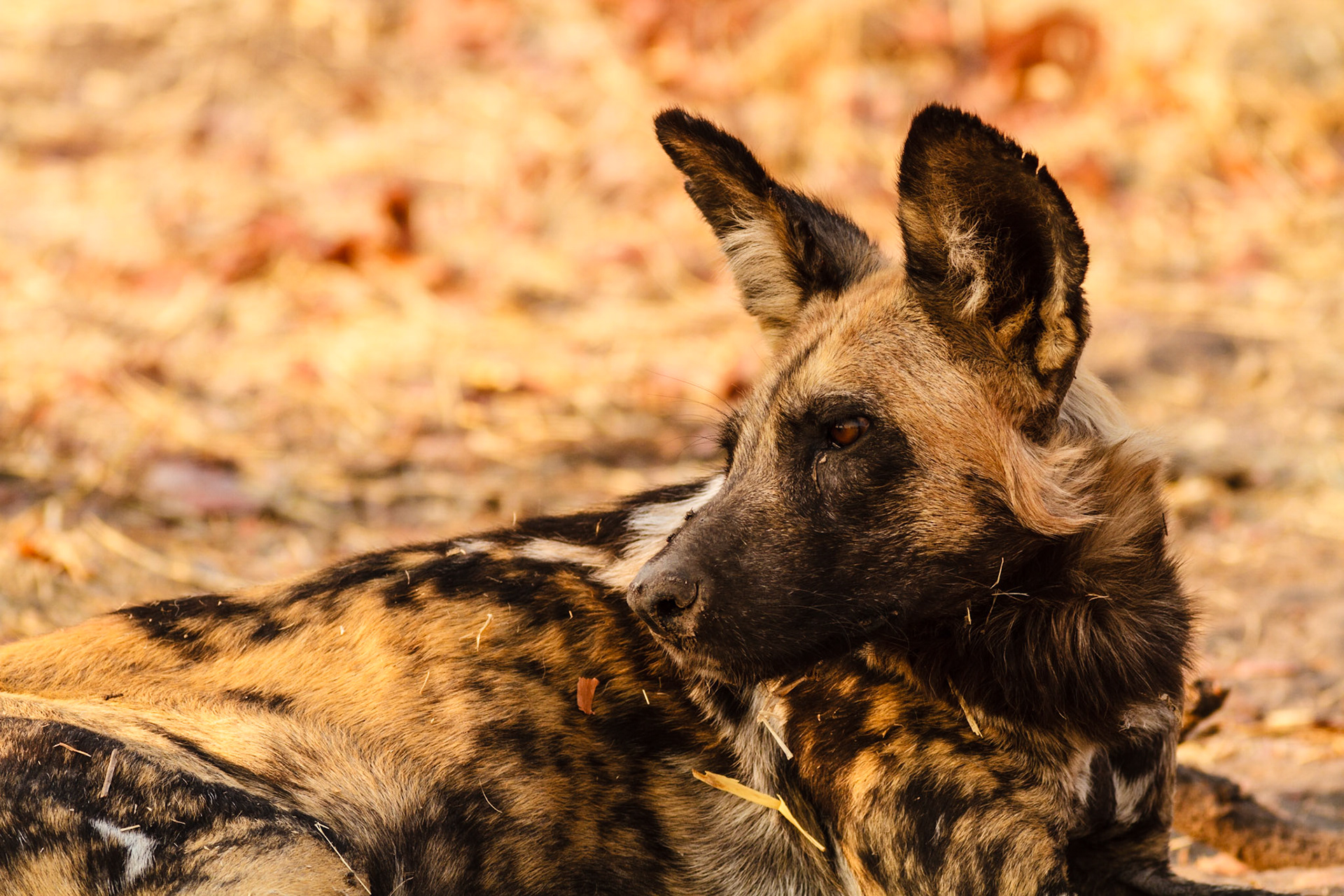 Wild Dogs