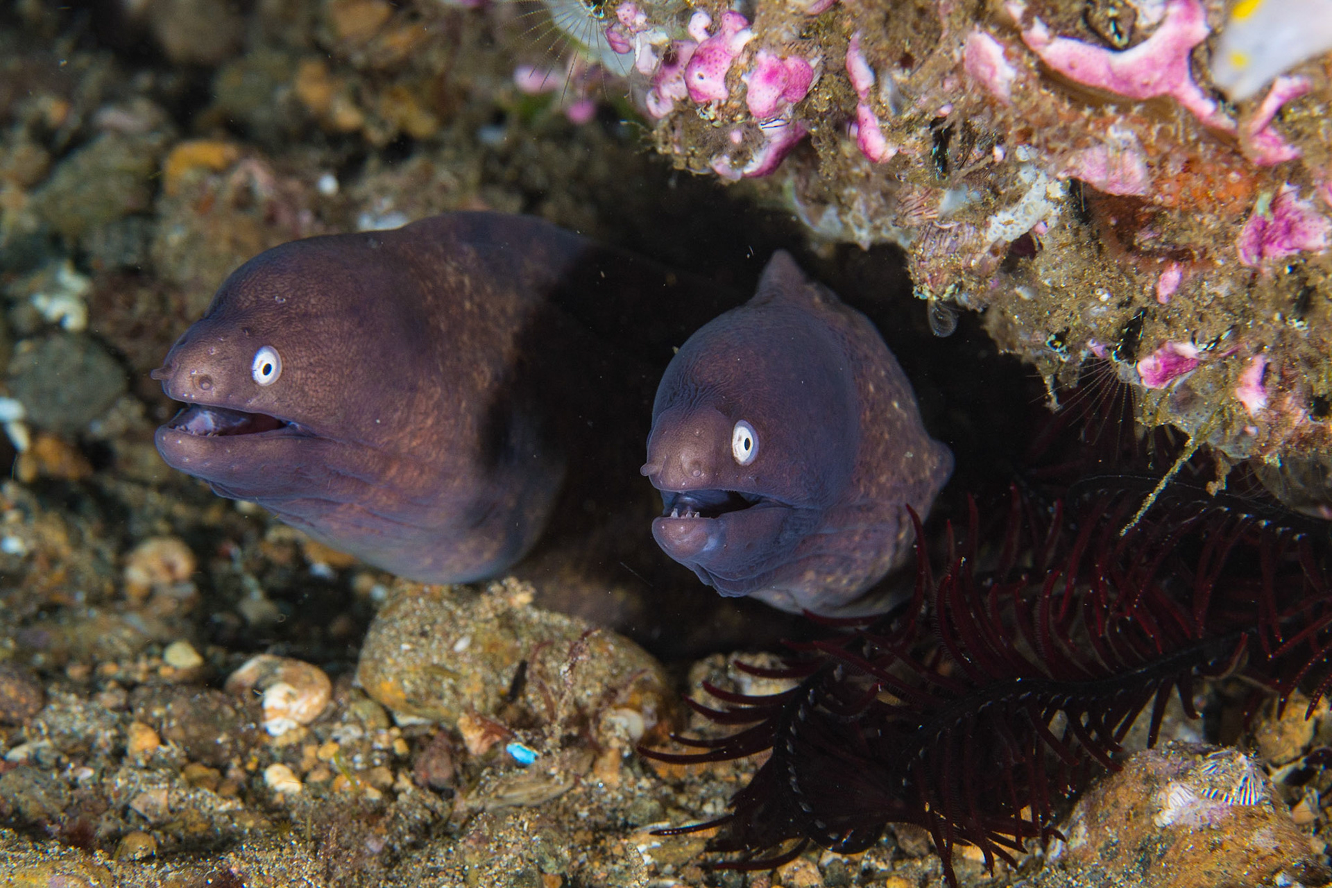 White-eyed Moray