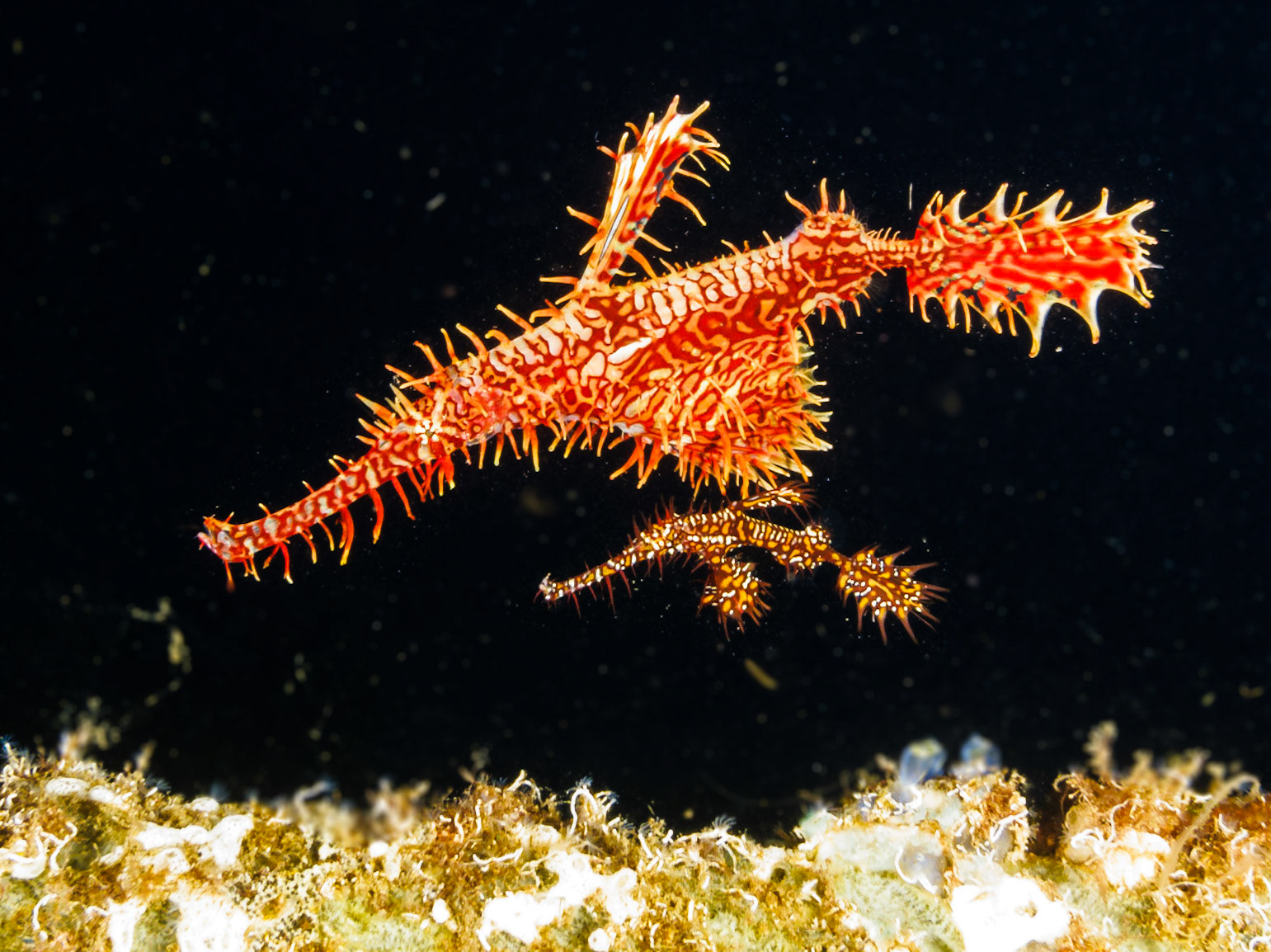 Ornate Ghost Pipefish